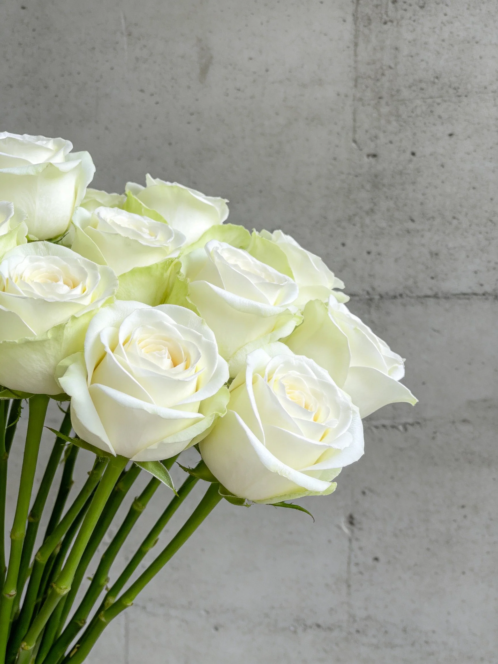 A bouquet of white roses with green stems beside a gray concrete wall