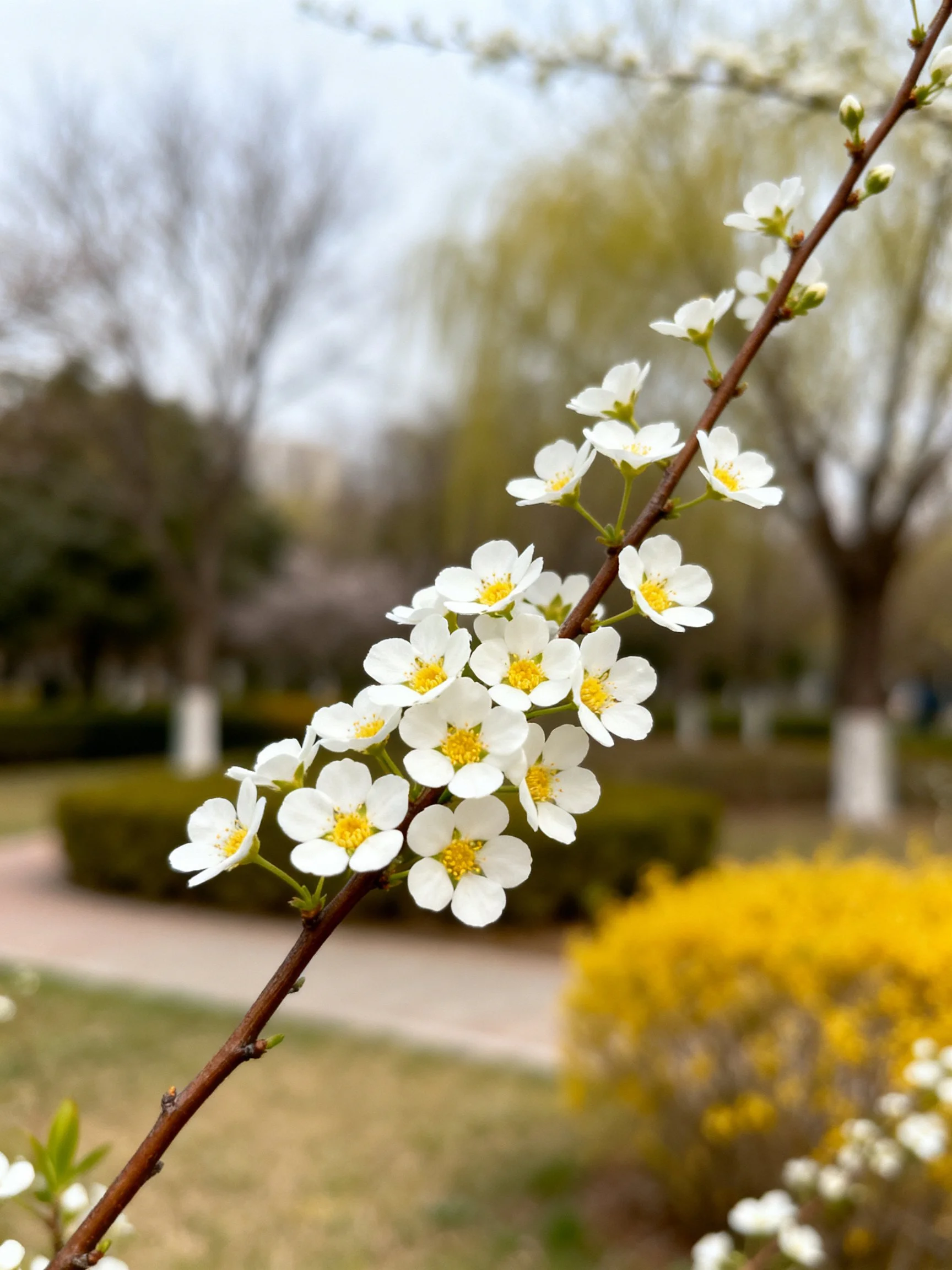 A branch with small white flowers and yellow centers in a park setting