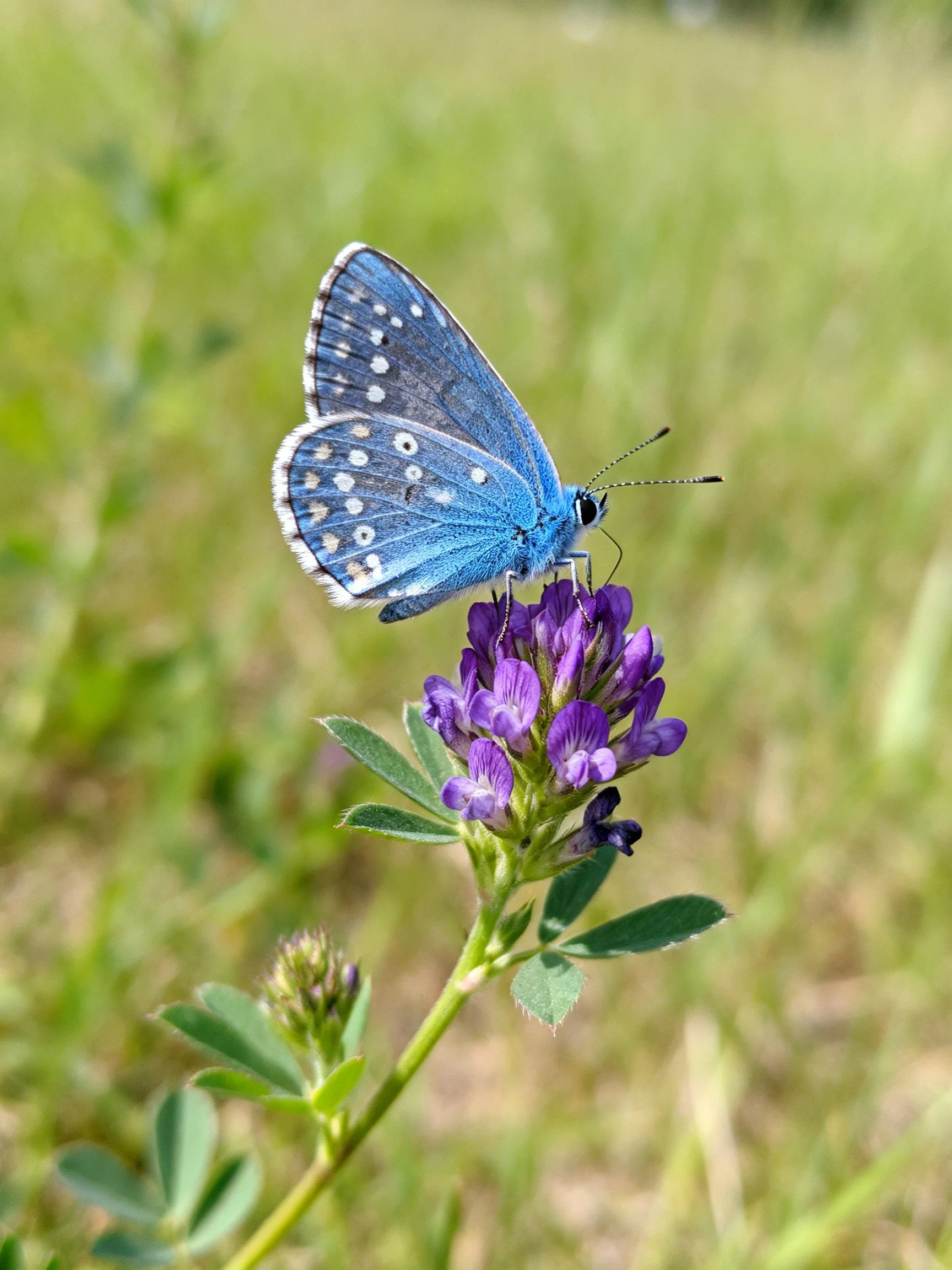 A bright blue butterfly perched on vibrant purple flowers