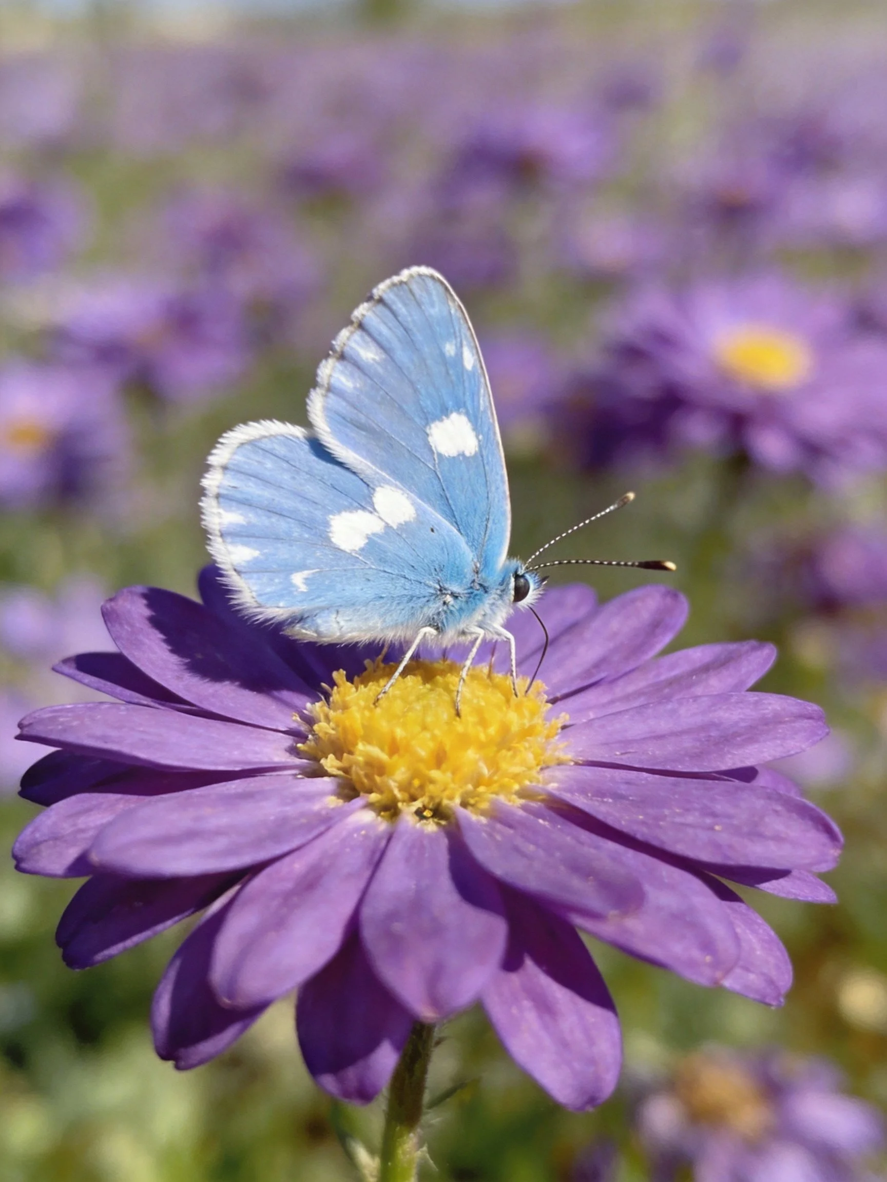 A bright blue butterfly rests on a vibrant purple flower