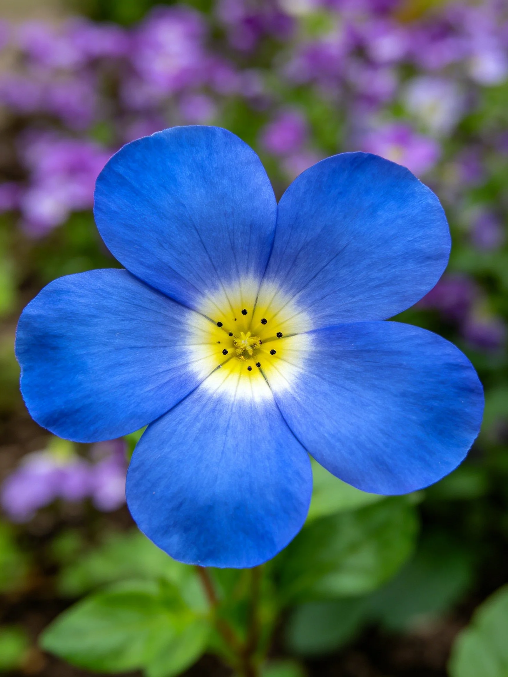 A bright blue five-petaled flower with a yellow center, surrounded by purple blooms