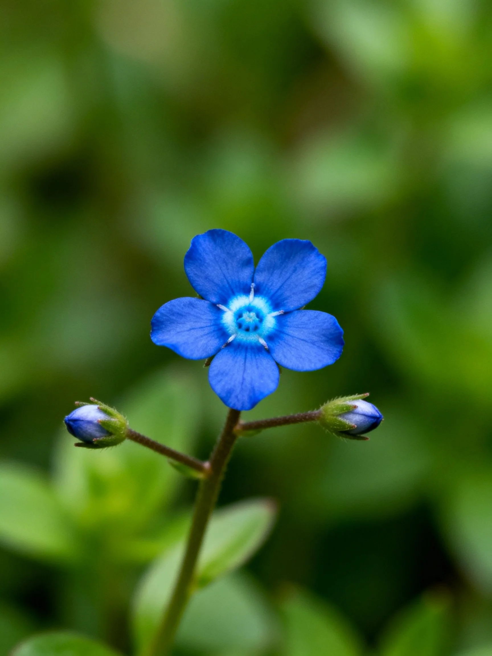 A bright blue five-petaled flower with two buds, set against greenery