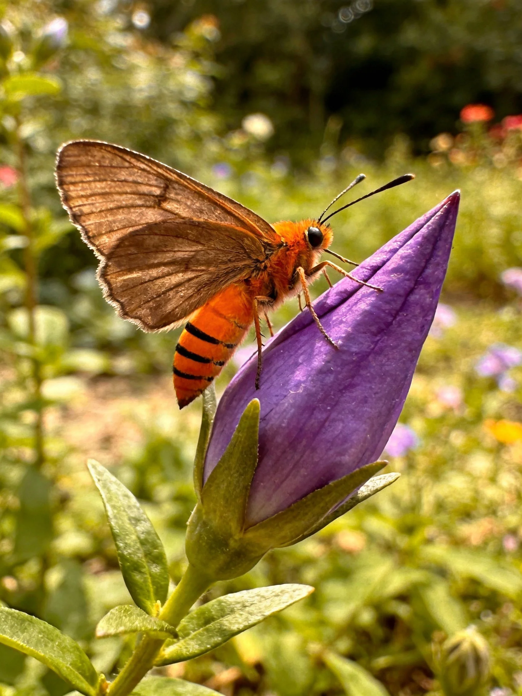 A bright orange and brown moth rests on a vibrant purple flower bud