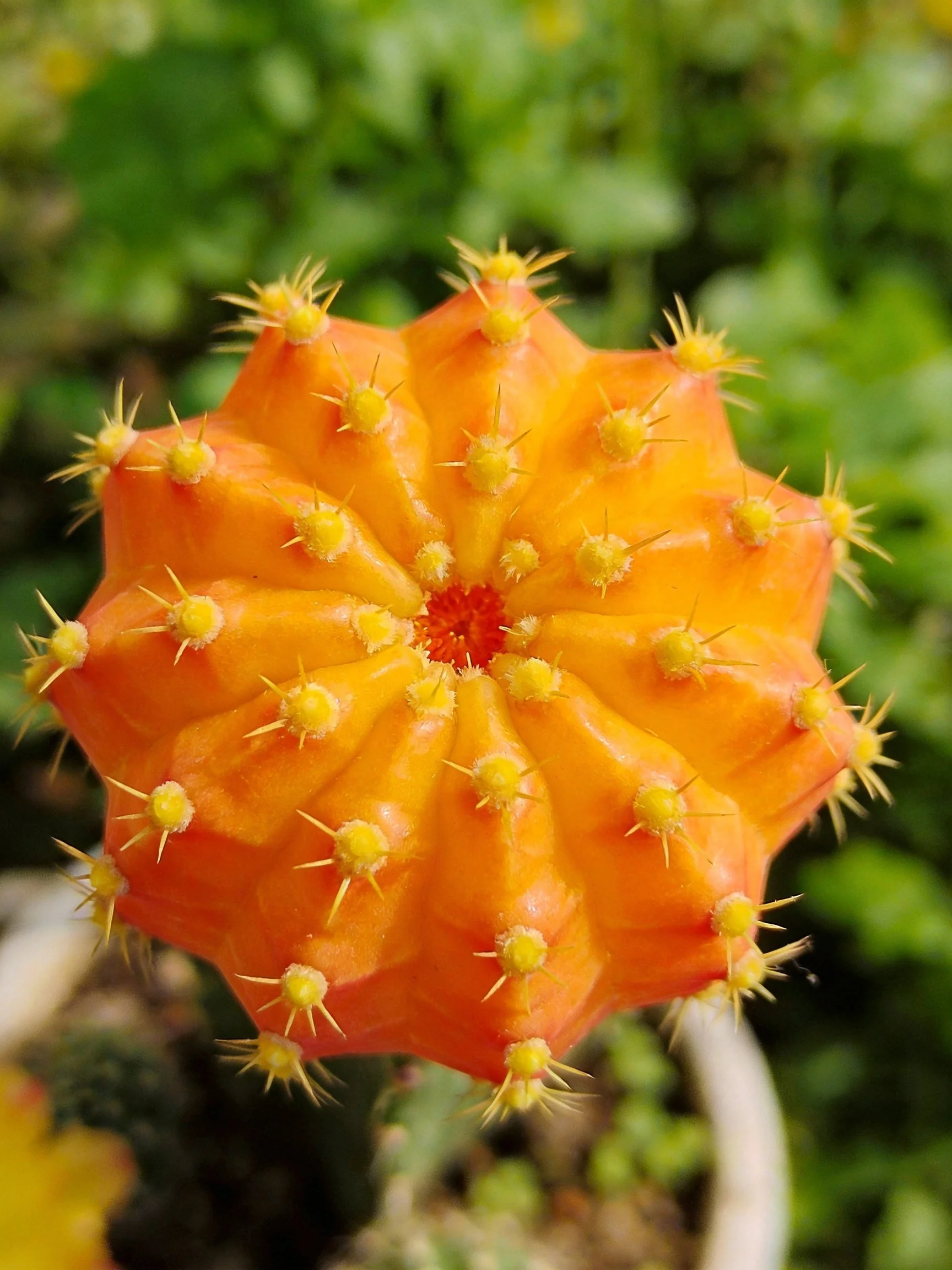 A bright orange cactus with yellow spines features a star-like shape.