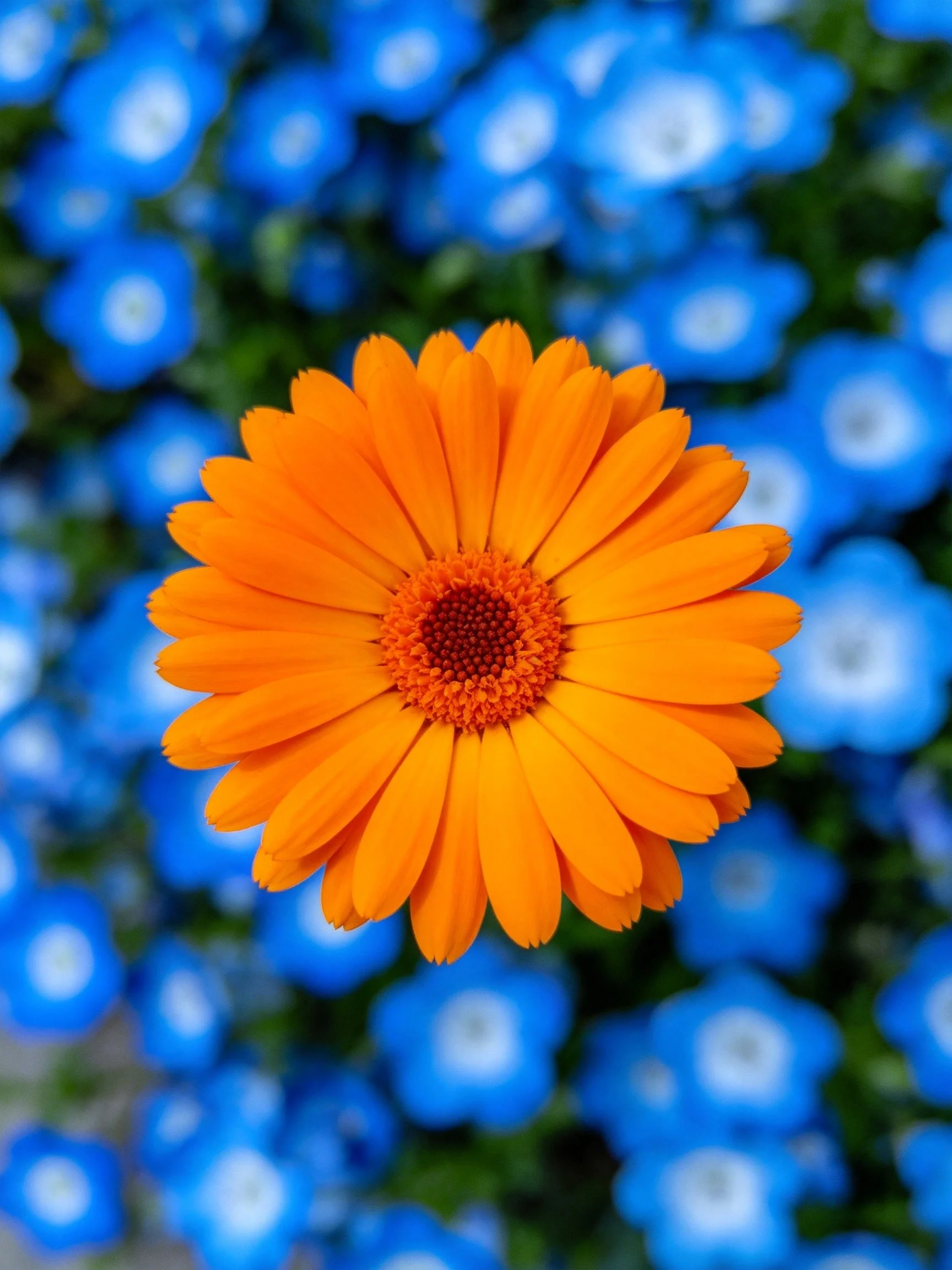 A bright orange flower centered amid blurred blue floral backdrop