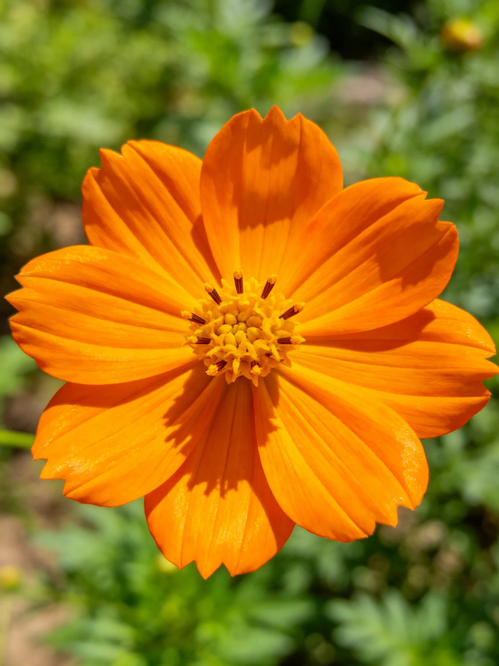 A bright orange flower with layered petals and yellow center
