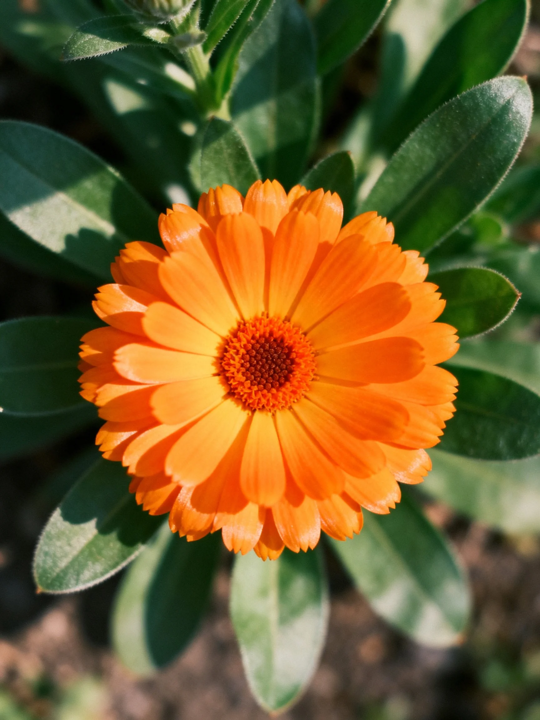 A bright orange flower with lush green leaves