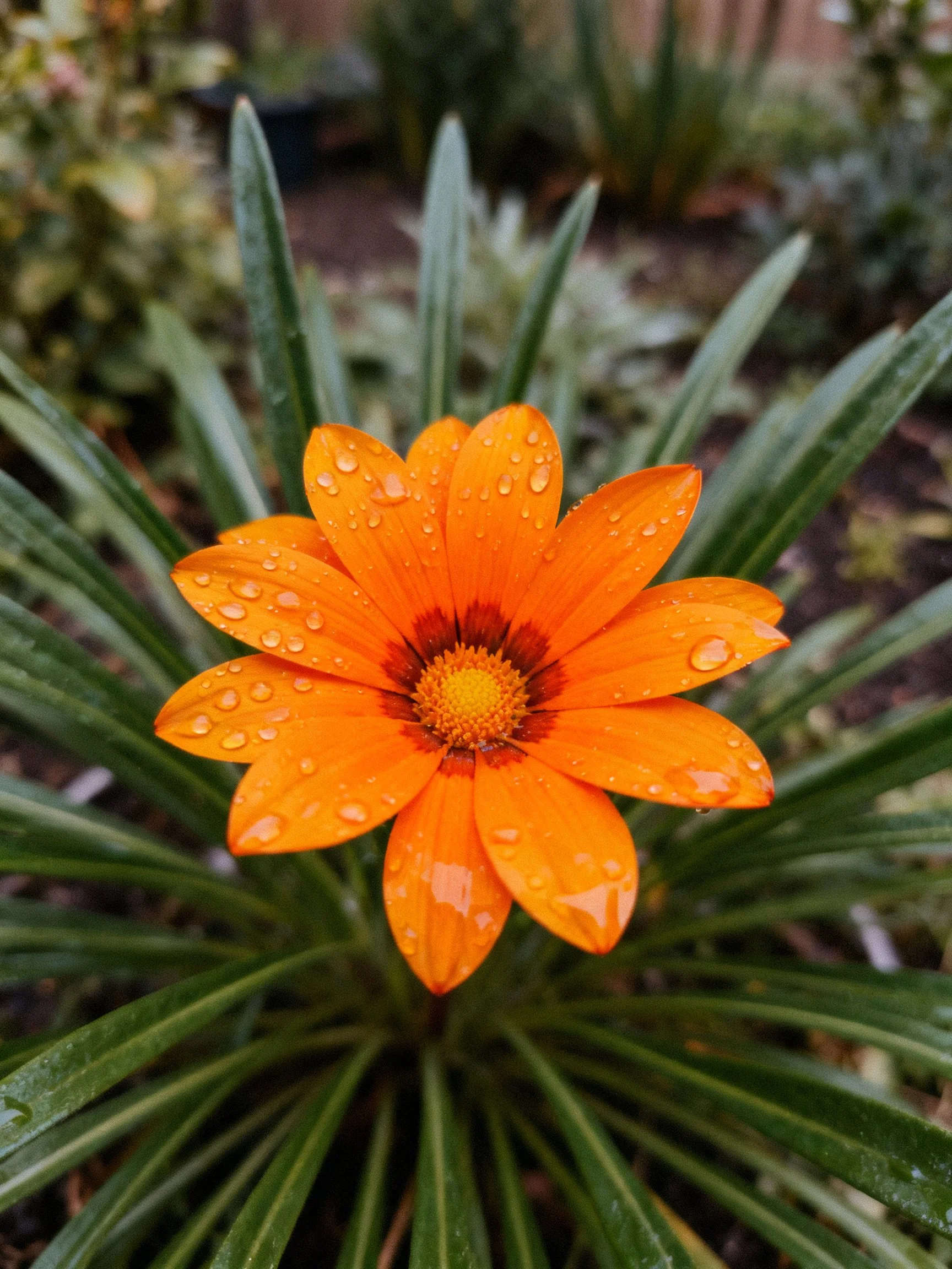 A bright orange flower with water droplets amidst green leaves
