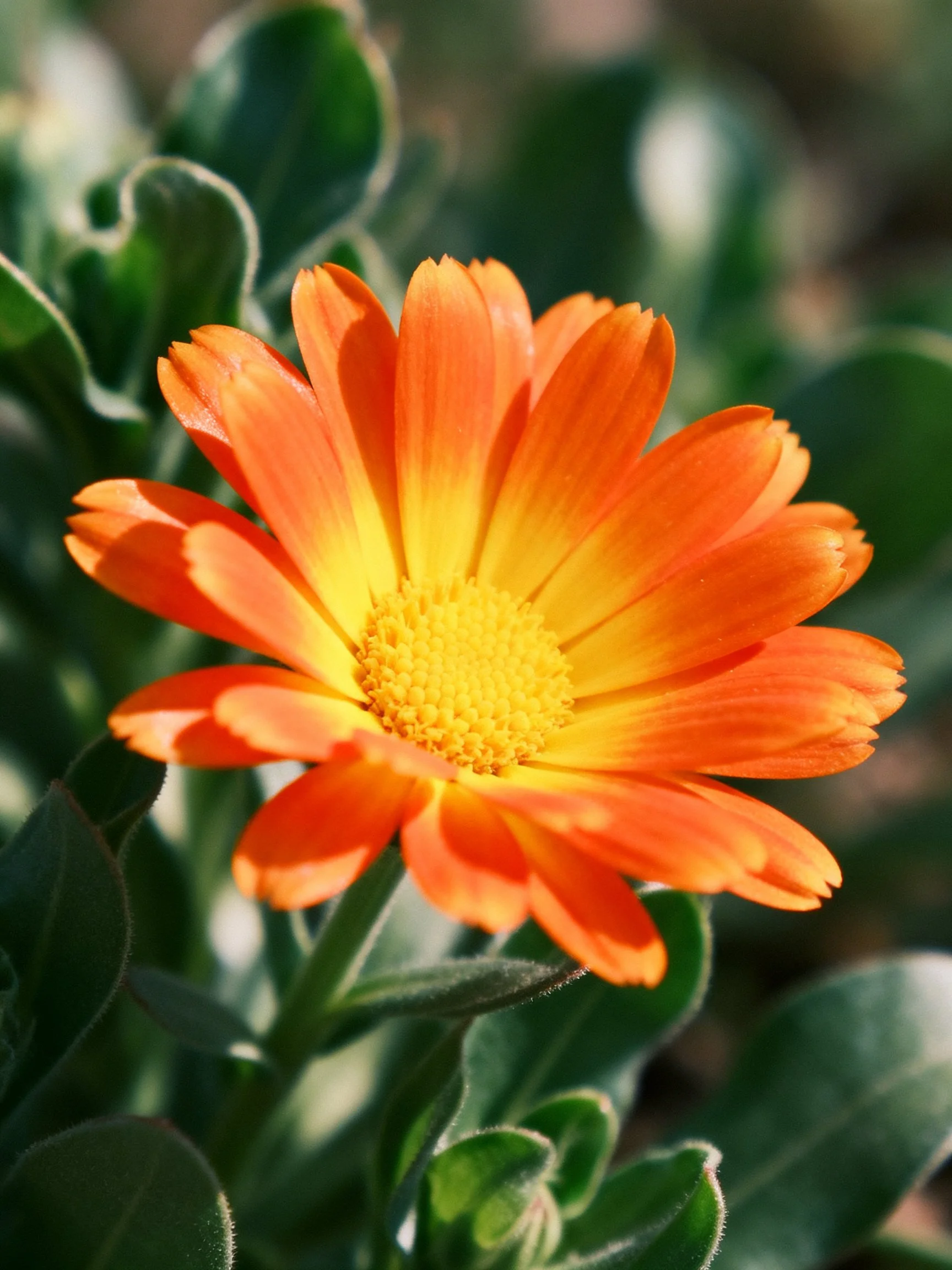 A bright orange flower with yellow center amidst green leaves