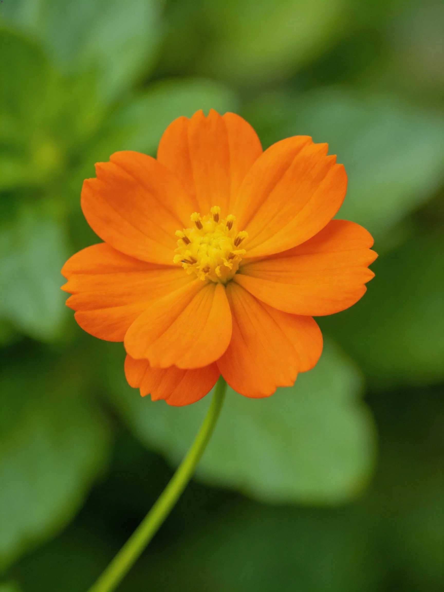 A bright orange flower with yellow center and green stem