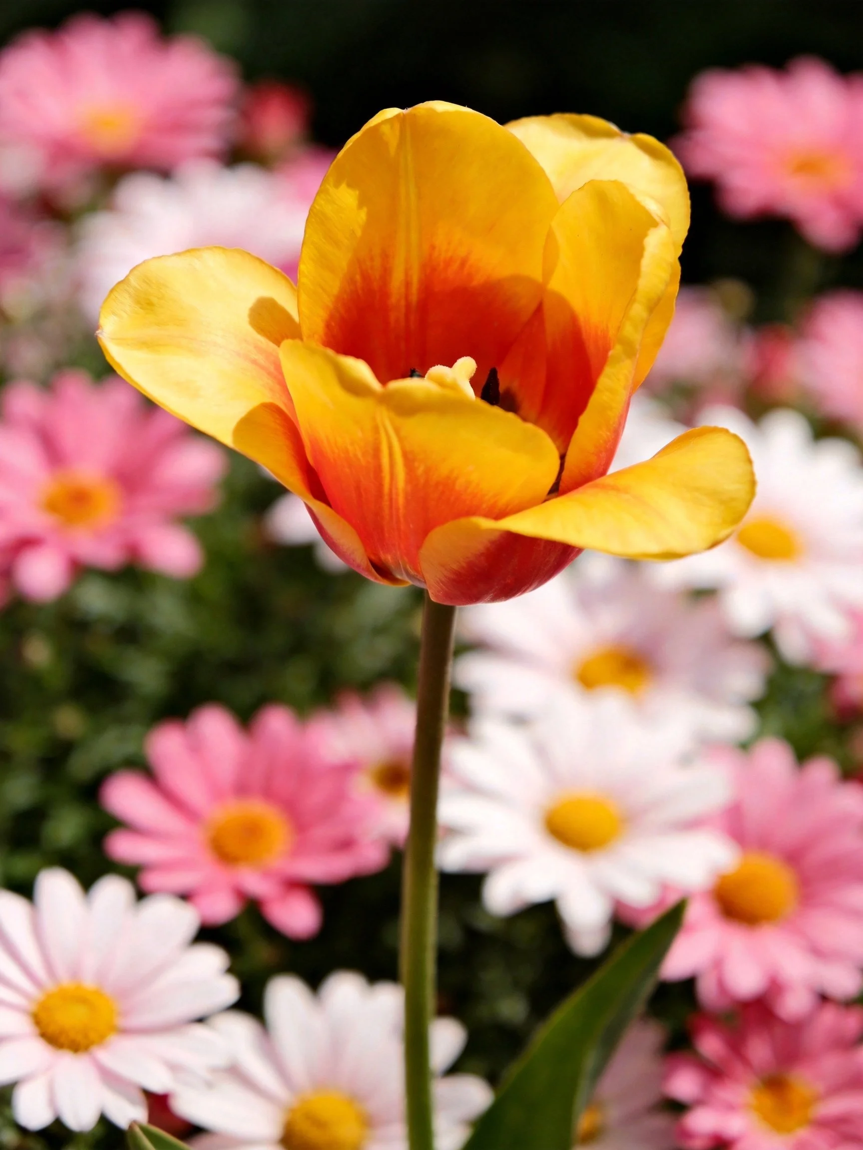 A bright orange-yellow tulip among pink and white daisies