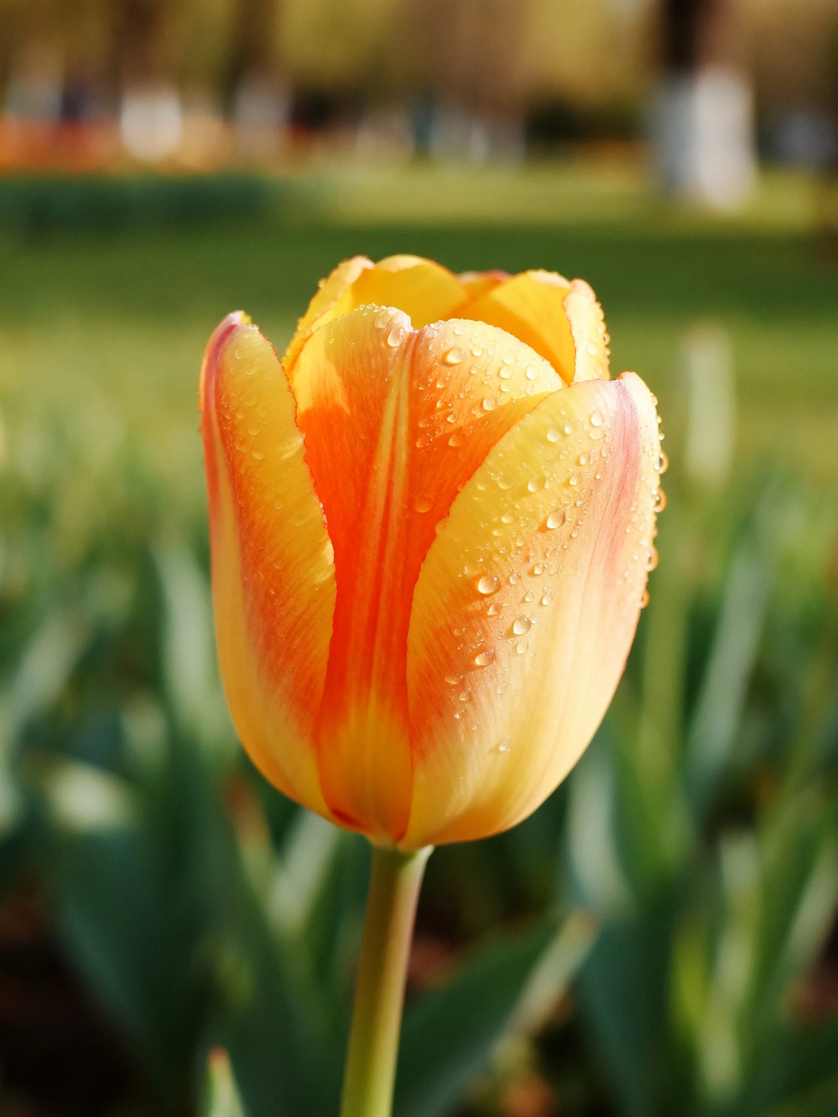 A bright orange-yellow tulip with dewdrops in a garden