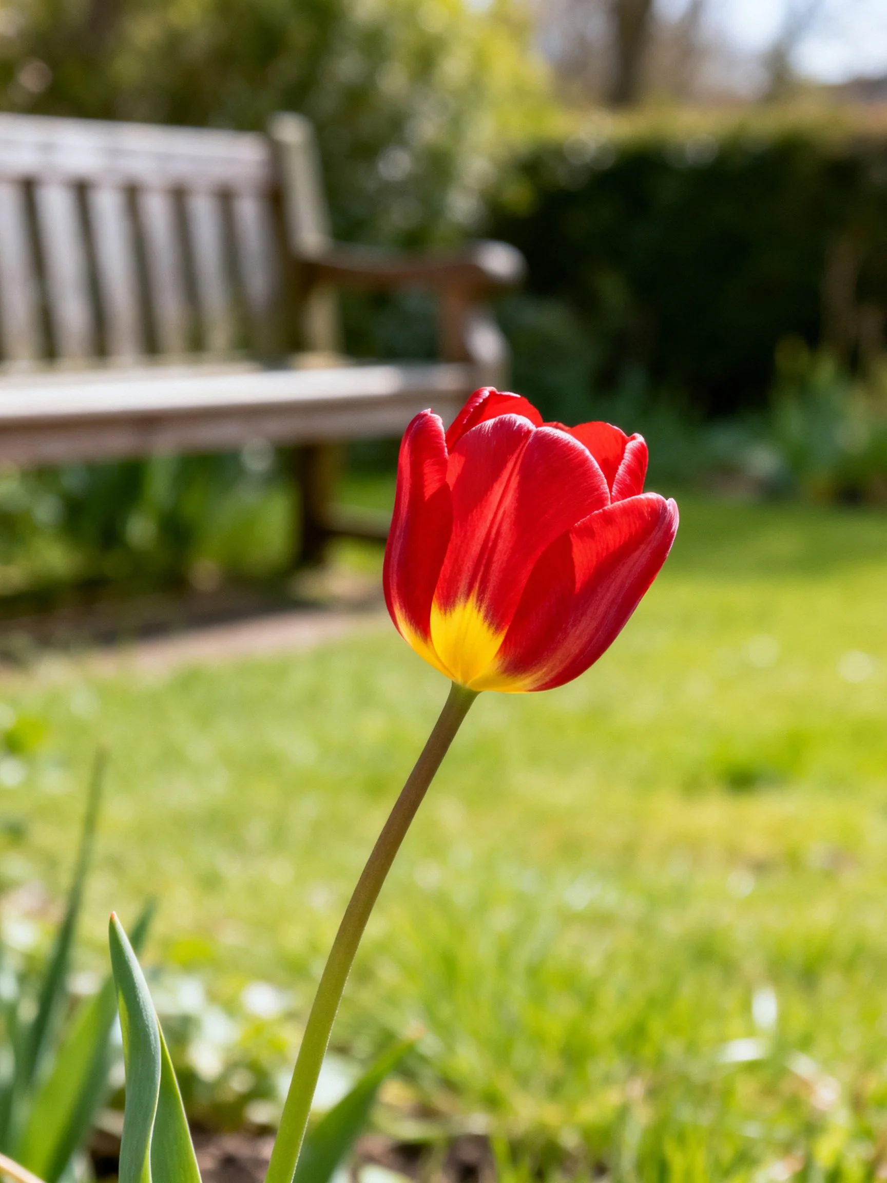 A bright red tulip with yellow center near a wooden bench in a sunlit garden