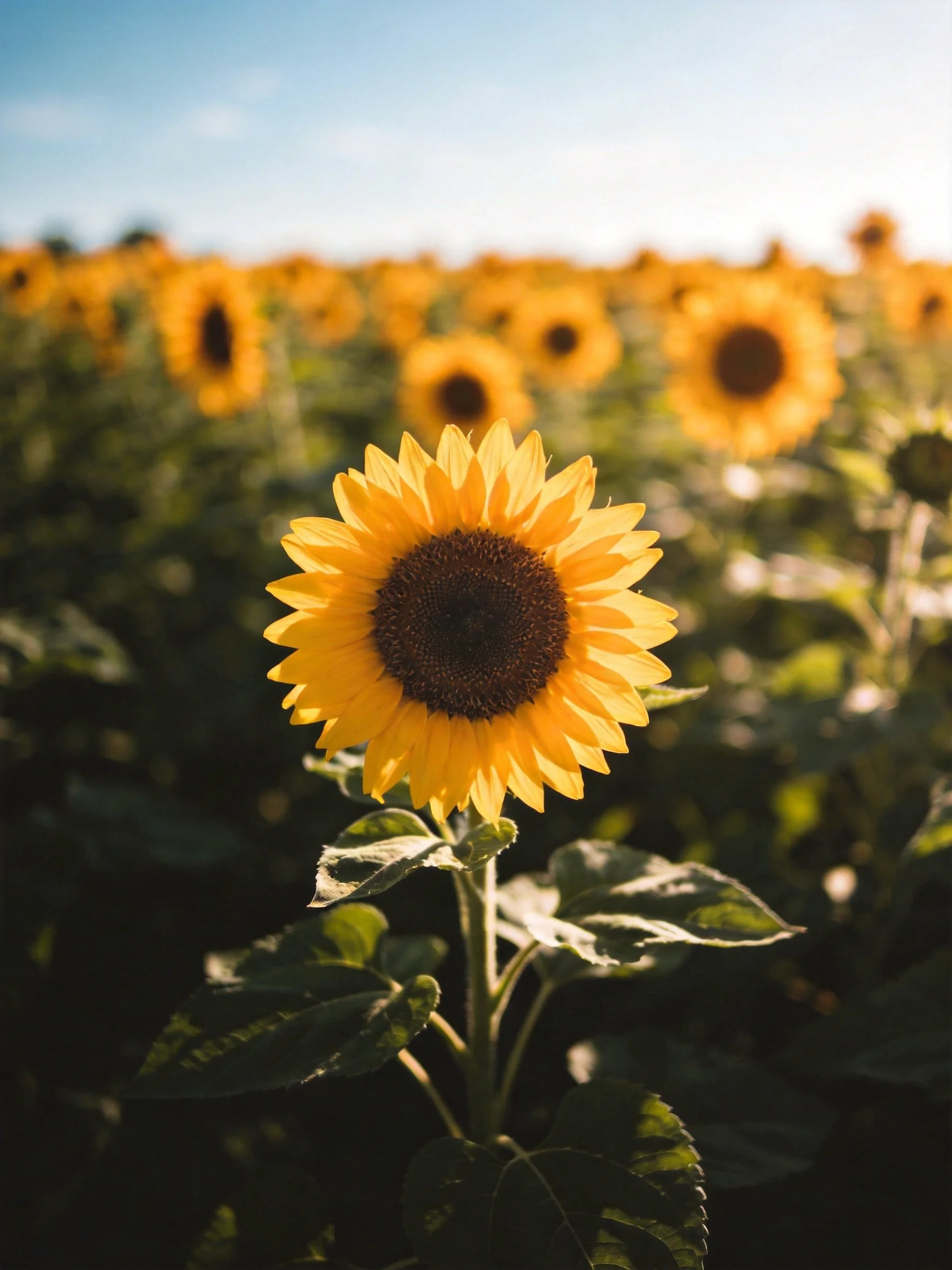 A bright sunflower stands out among sunflowers under clear sky