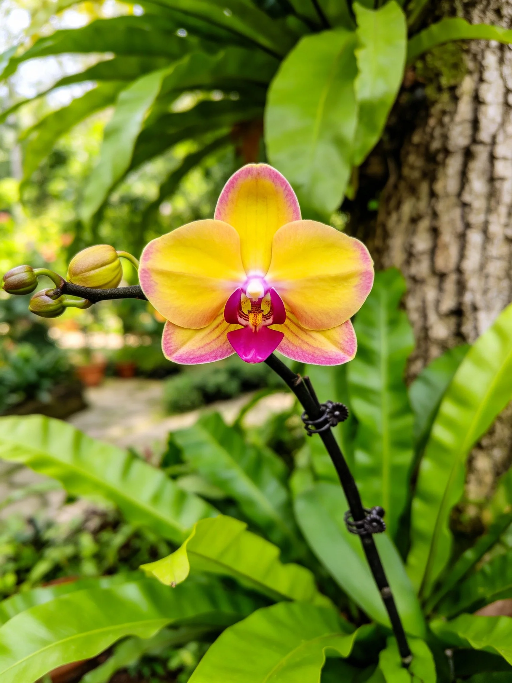 A bright yellow and pink orchid blooms amid lush green foliage