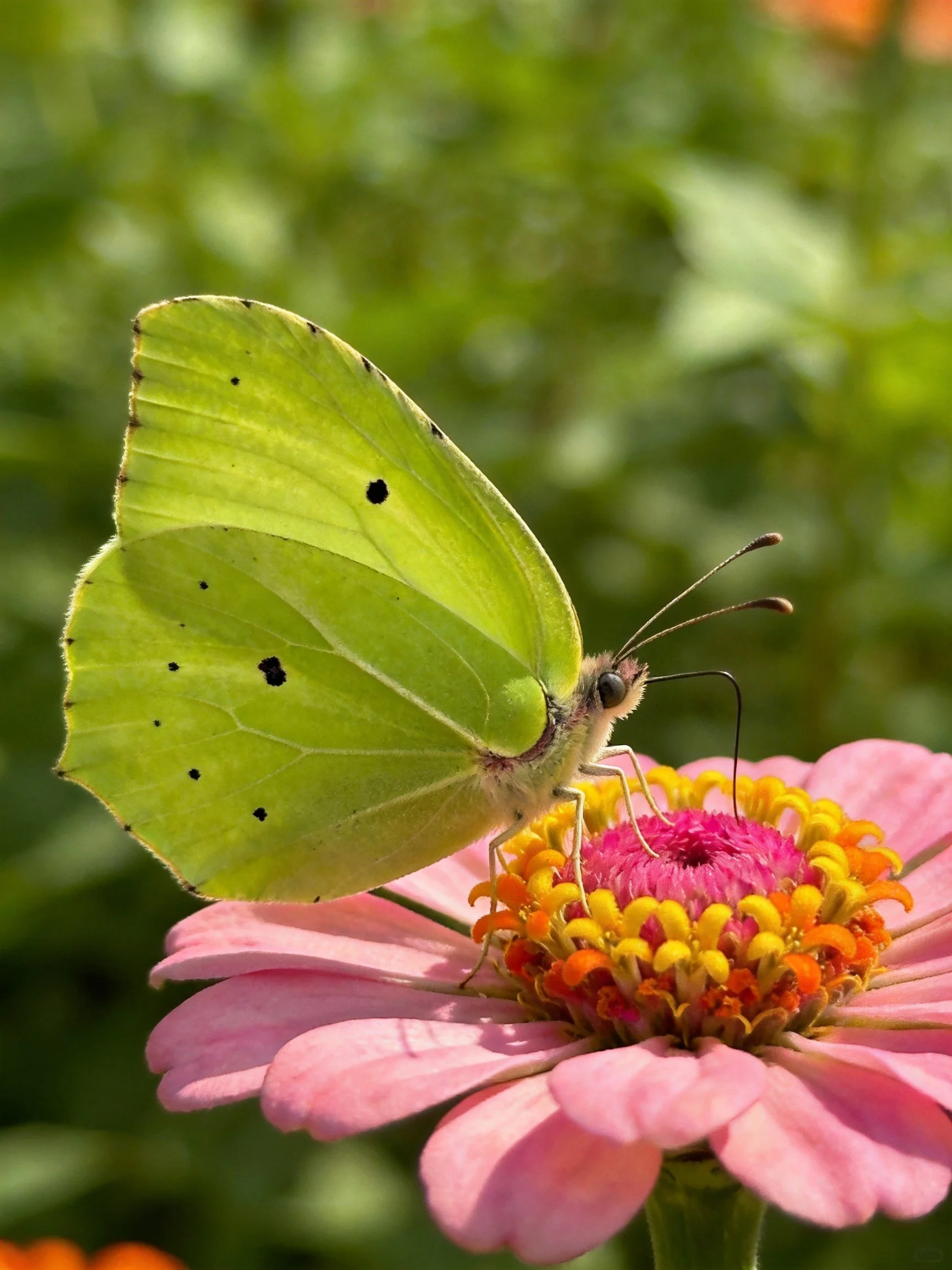 A bright yellow butterfly perched on a pink zinnia flower