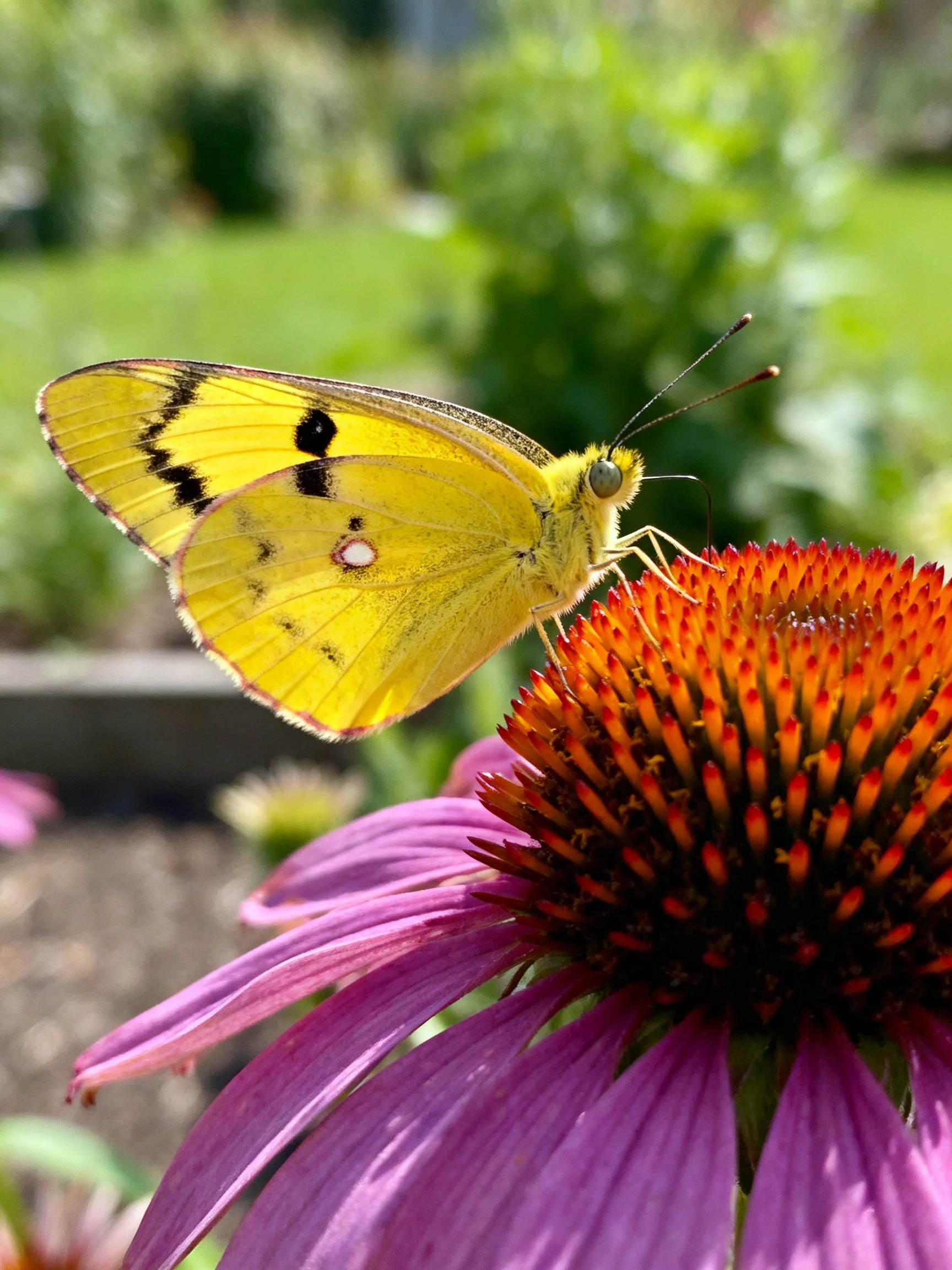 A bright yellow butterfly perched on a purple coneflower