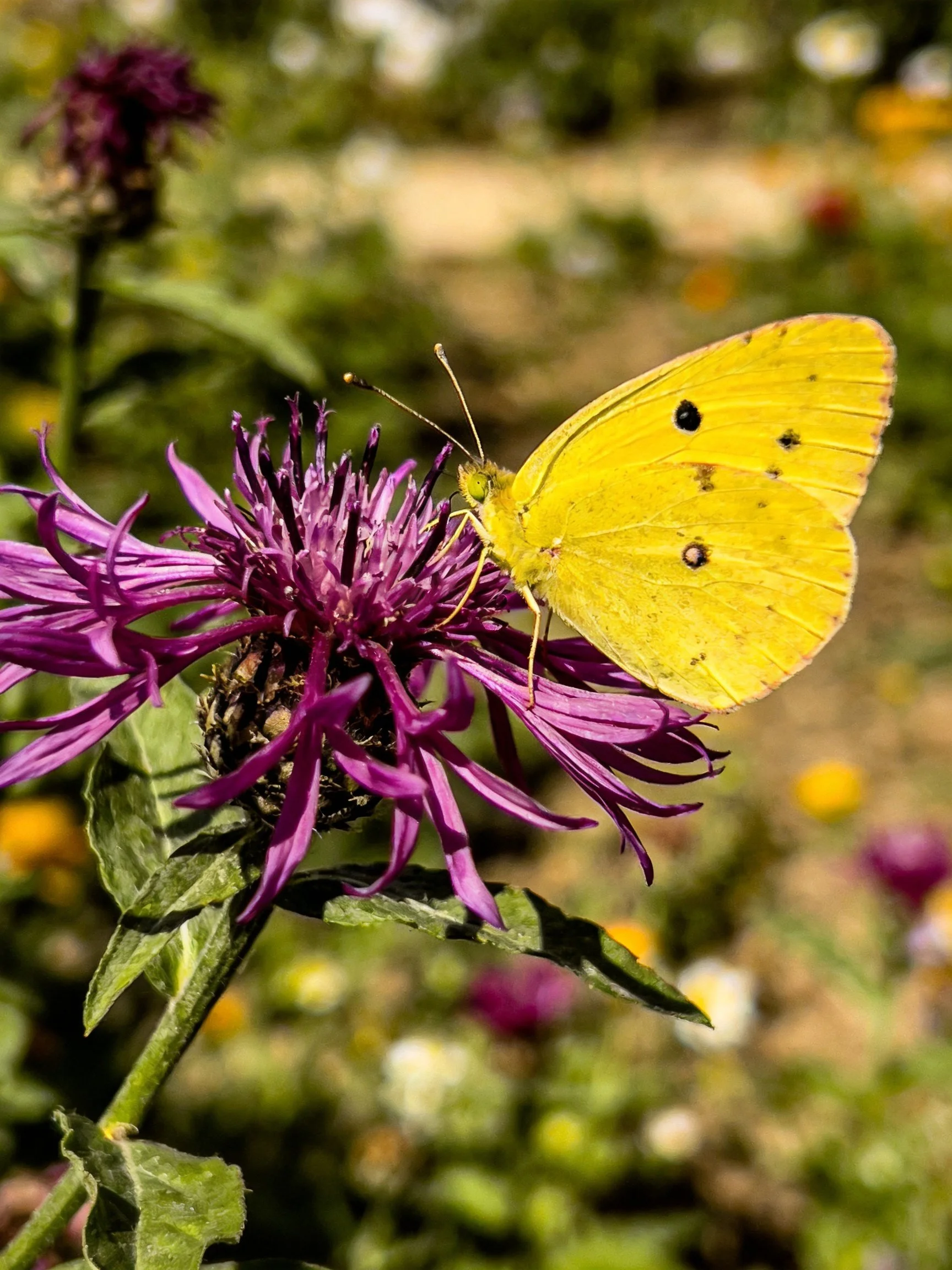 A bright yellow butterfly perched on a vibrant purple flower