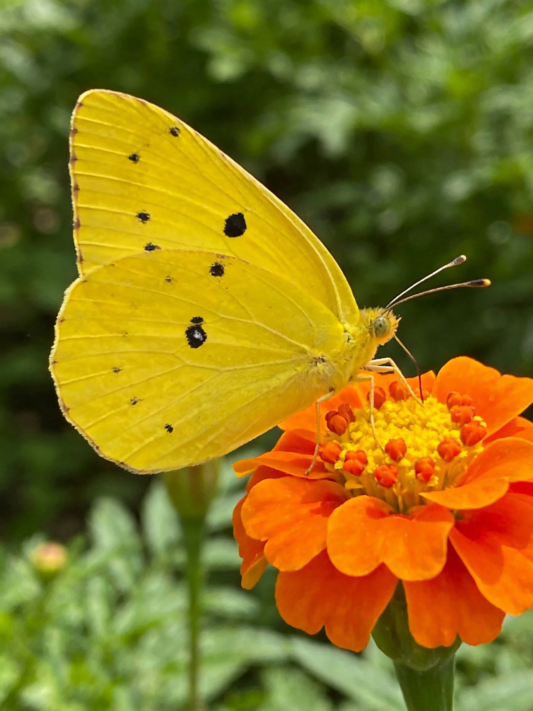 A bright yellow butterfly perched on an orange marigold flower