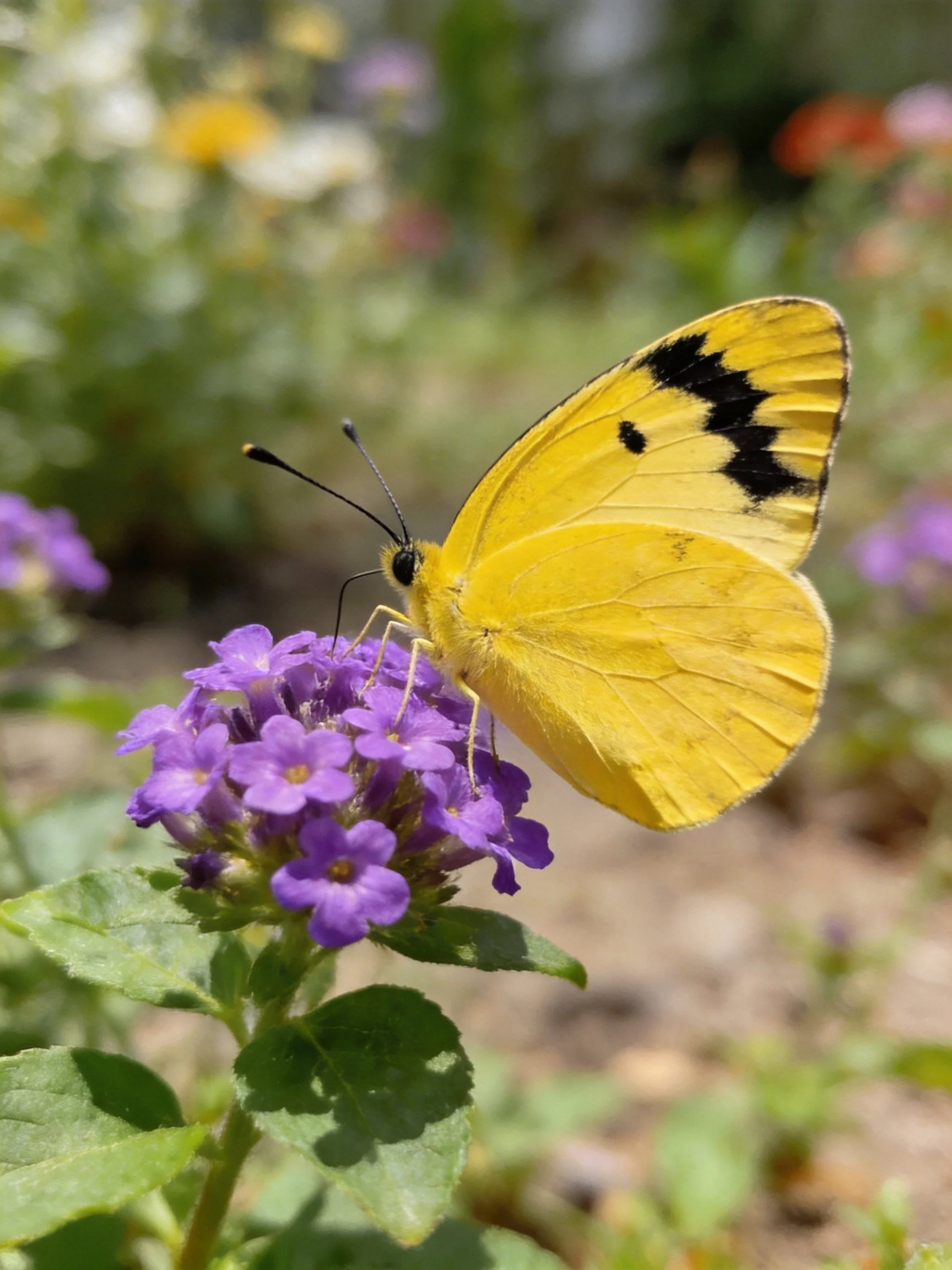 A bright yellow butterfly perched on vibrant purple flowers