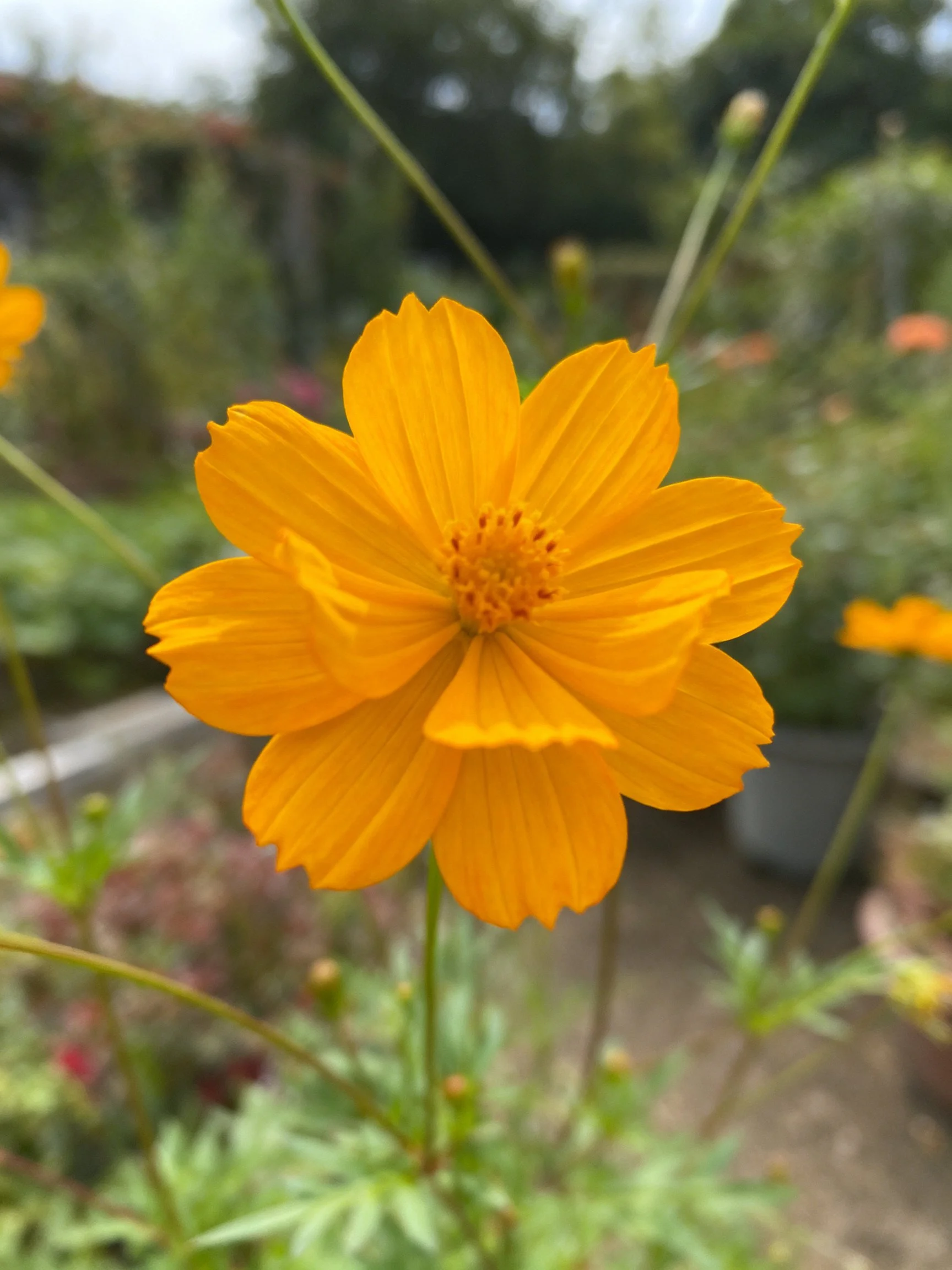A bright yellow cosmos flower in a lush garden setting