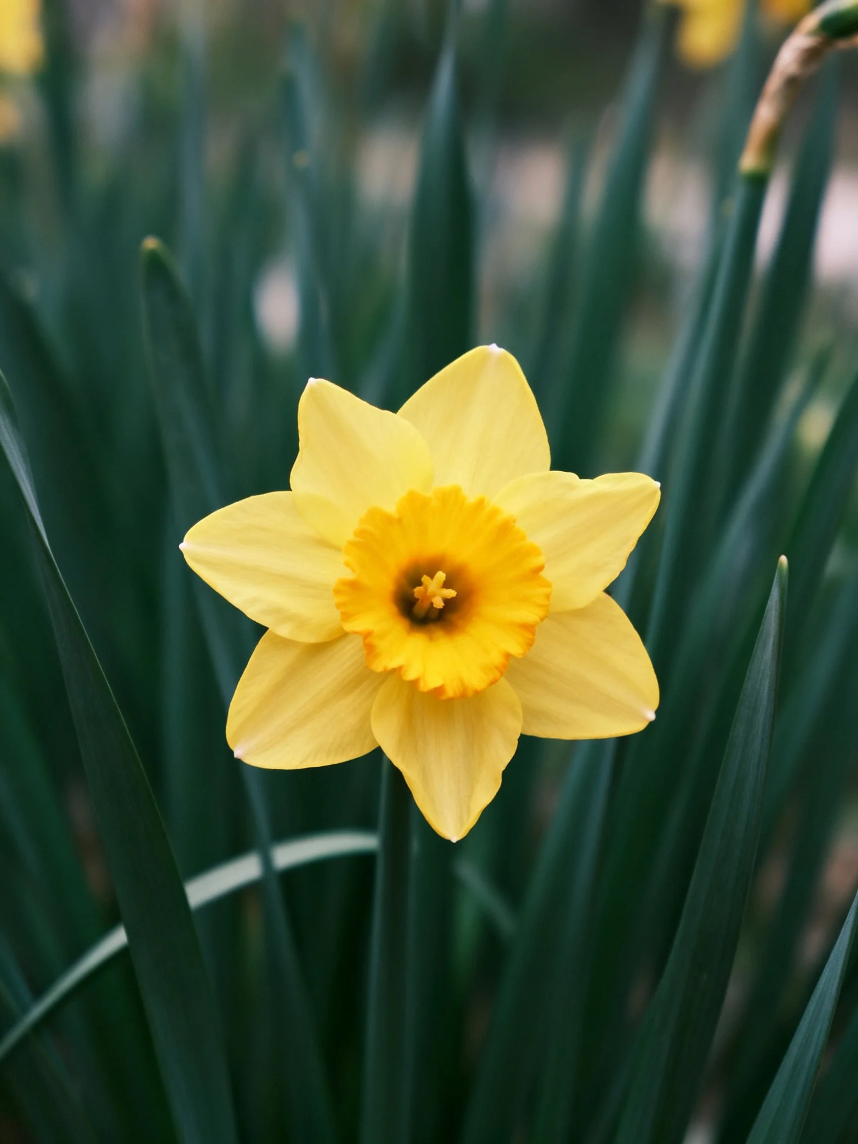 A bright yellow daffodil amidst dark green foliage