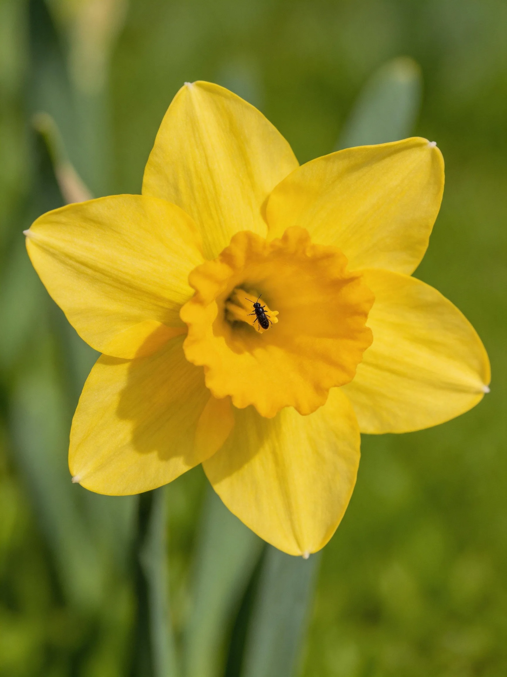 A bright yellow daffodil with an insect in its center