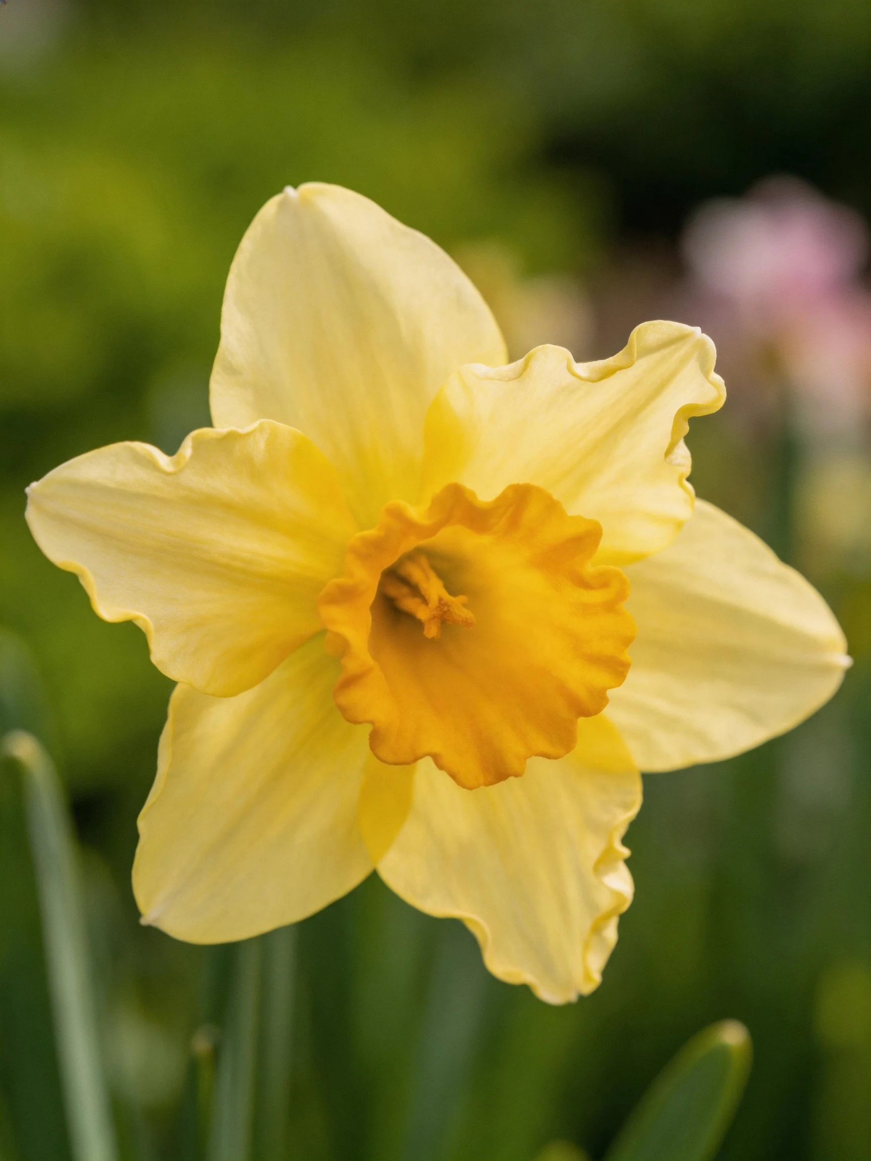 A bright yellow daffodil with ruffled petals and a golden center