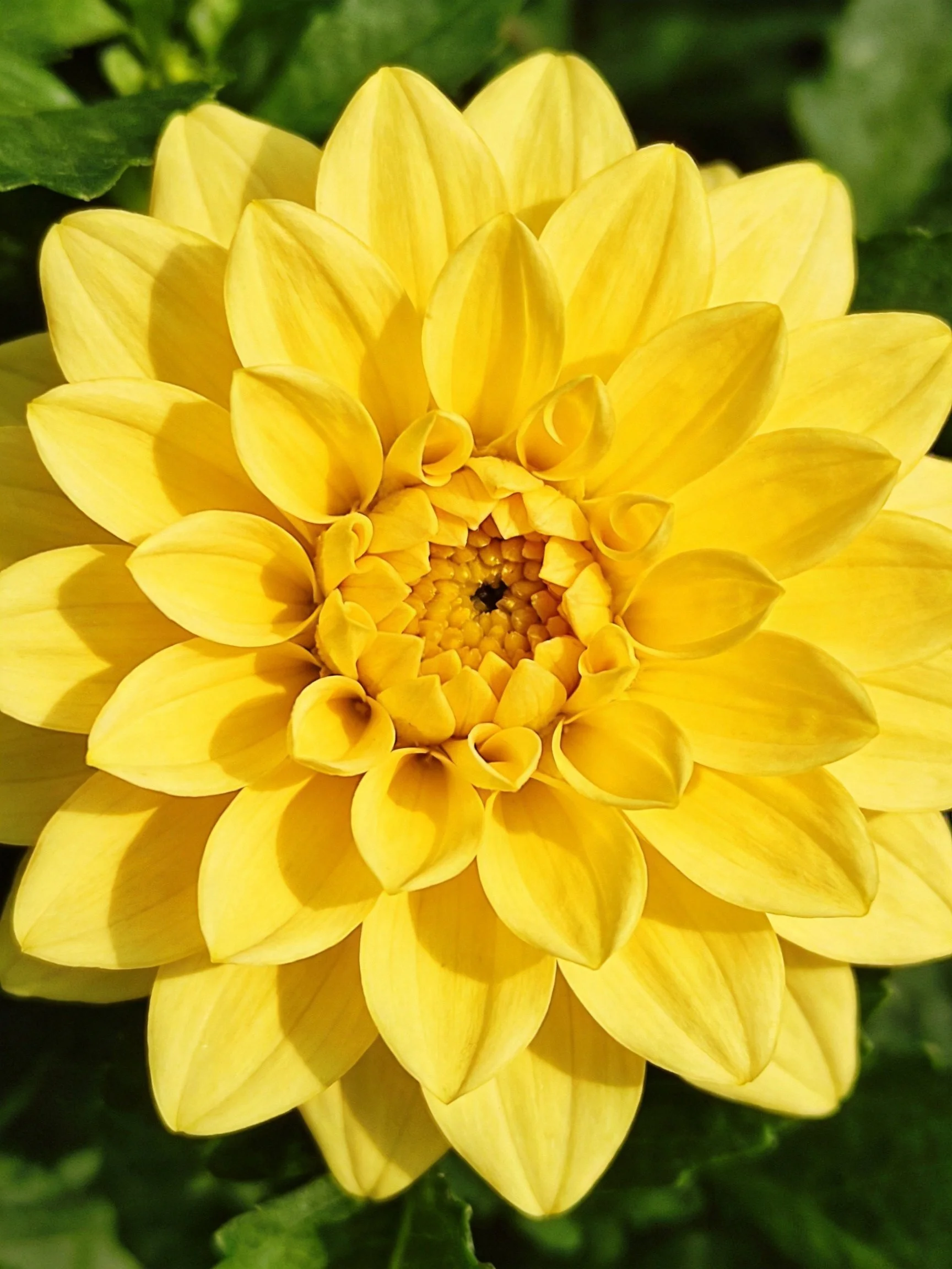 A bright yellow dahlia with layered petals