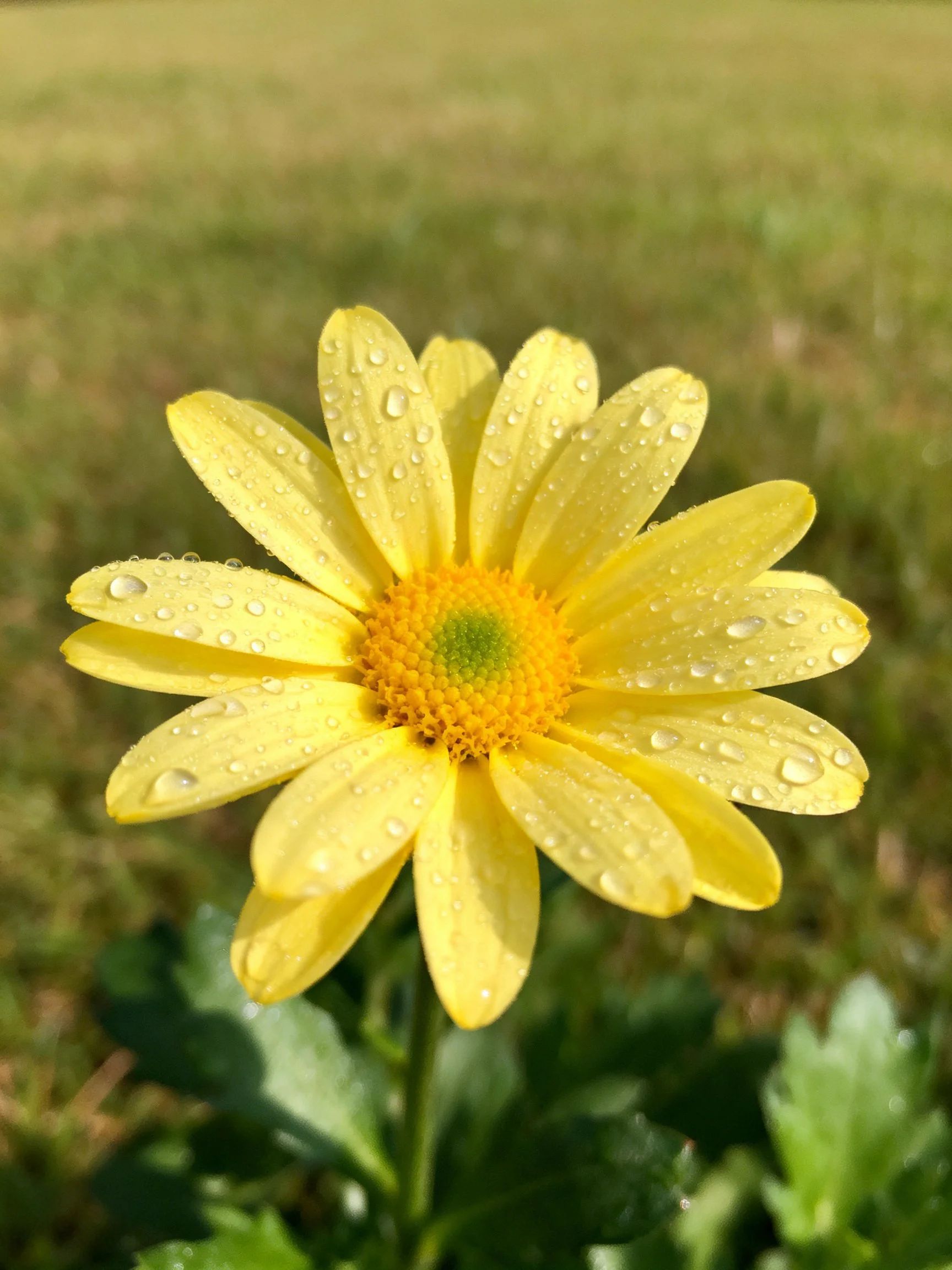 A bright yellow daisy with water droplets on petals