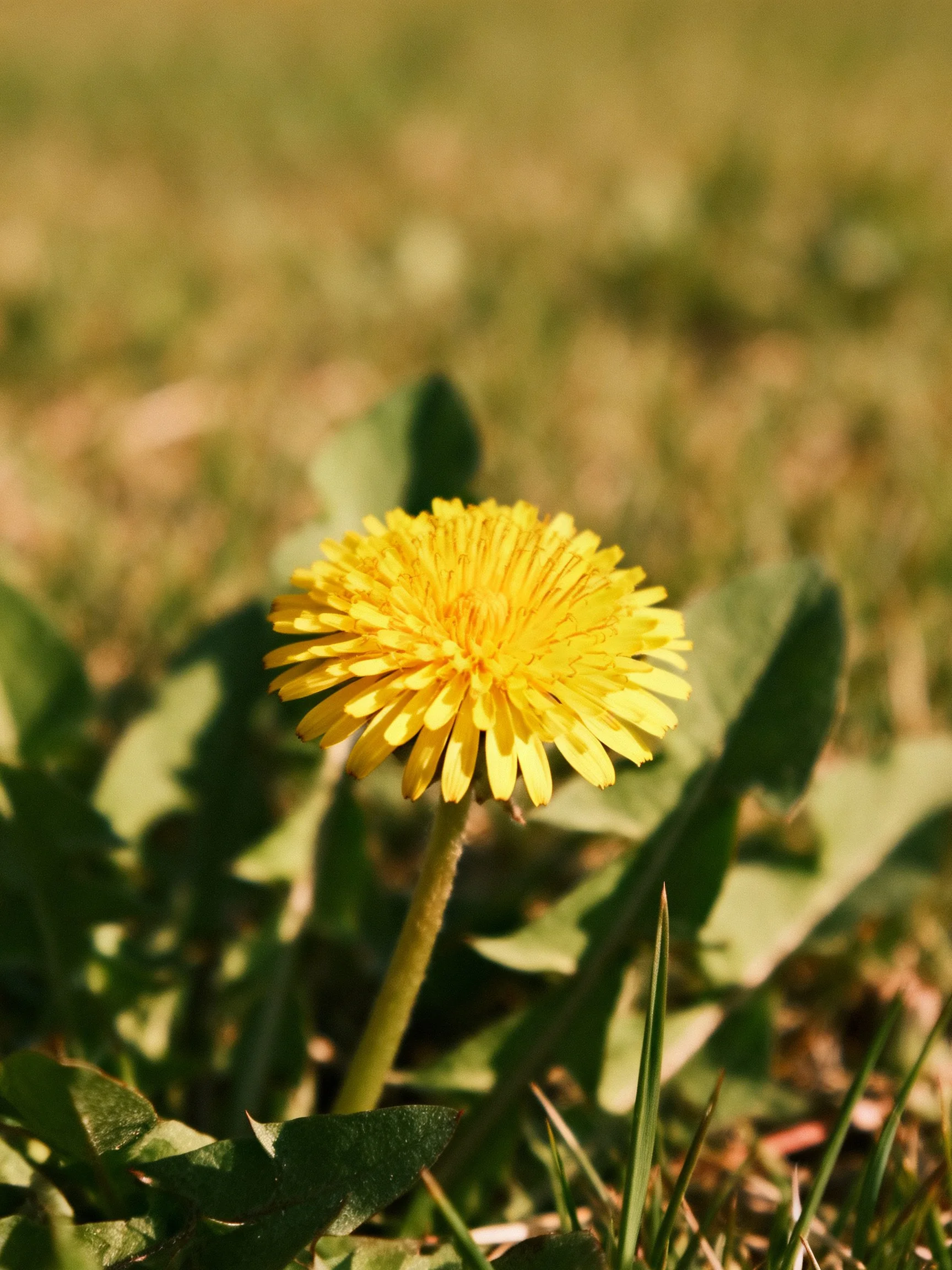 A bright yellow dandelion blooms among greenleaves and grass