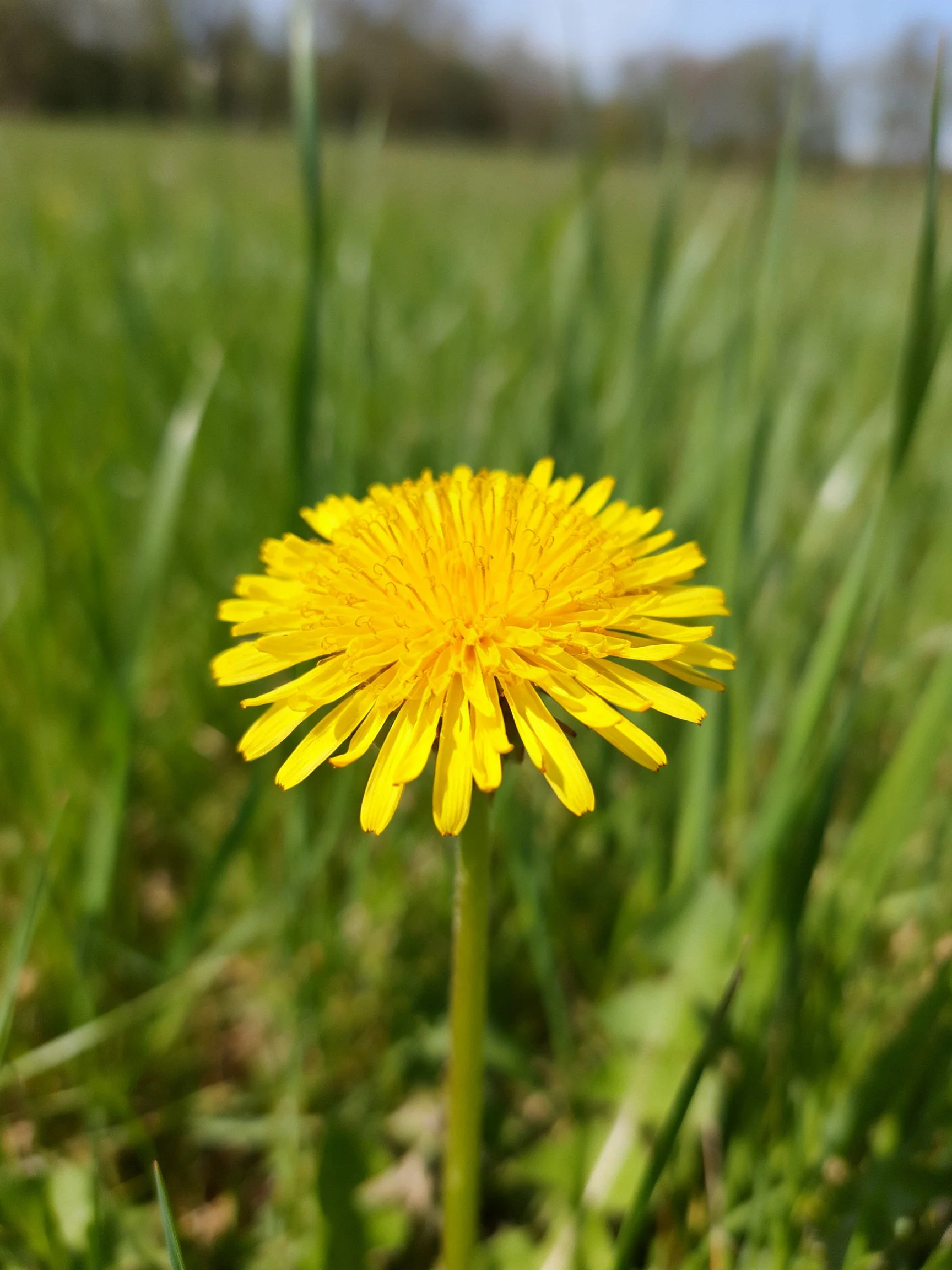A bright yellow dandelion centered in green field