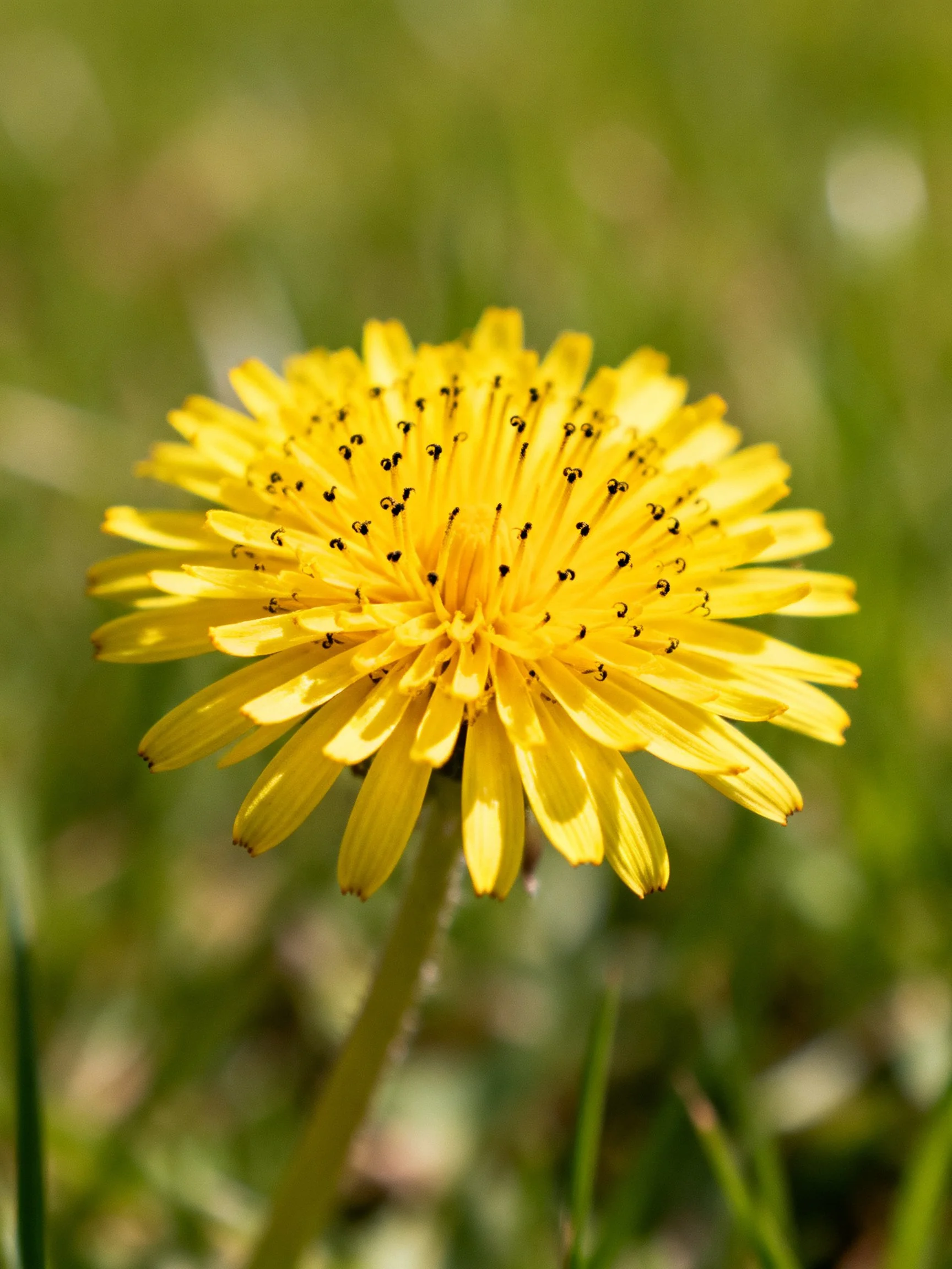A bright yellow dandelion flower amidst soft green foliage