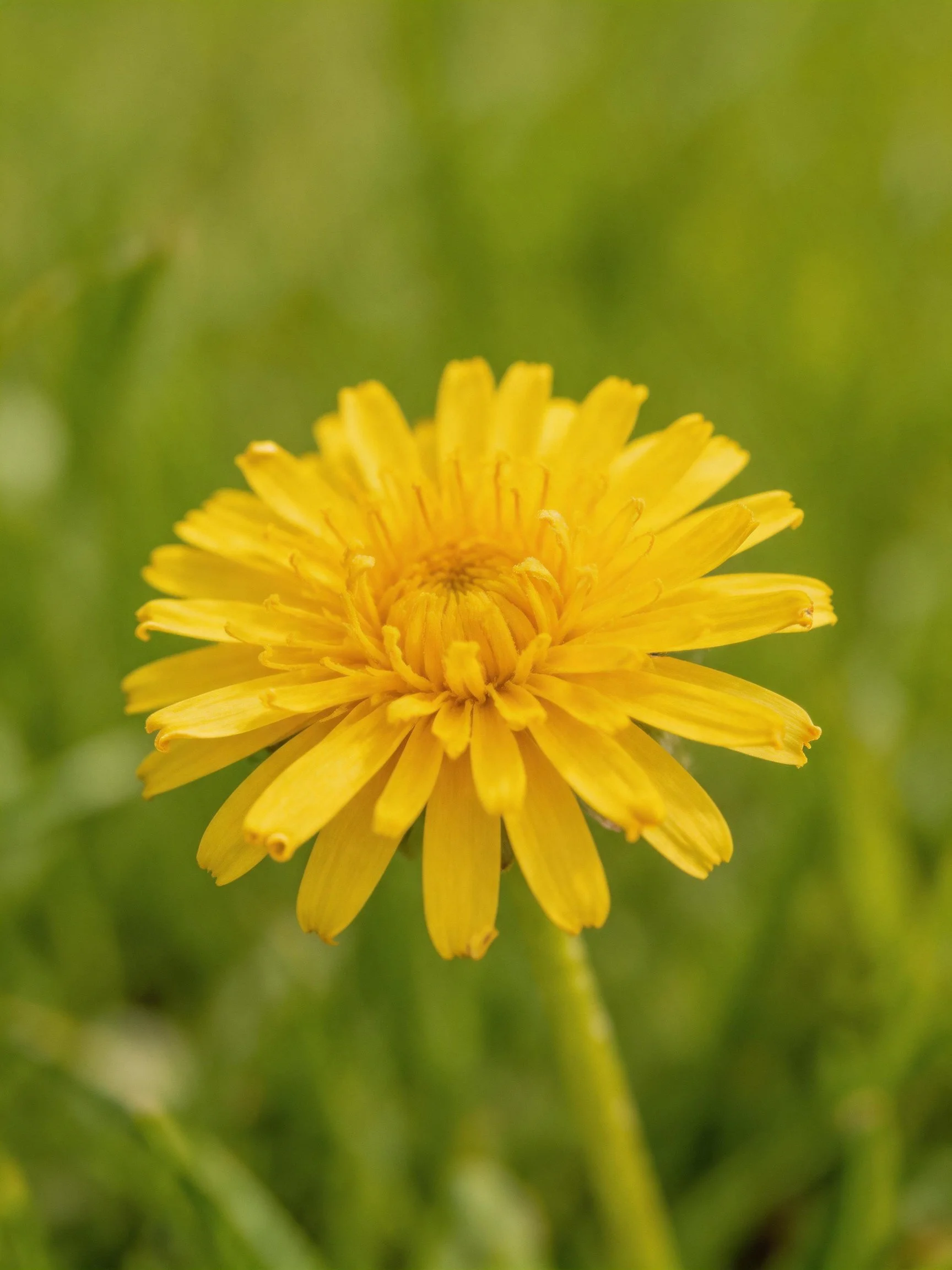 A bright yellow dandelion flower stands out against a soft green backdrop.