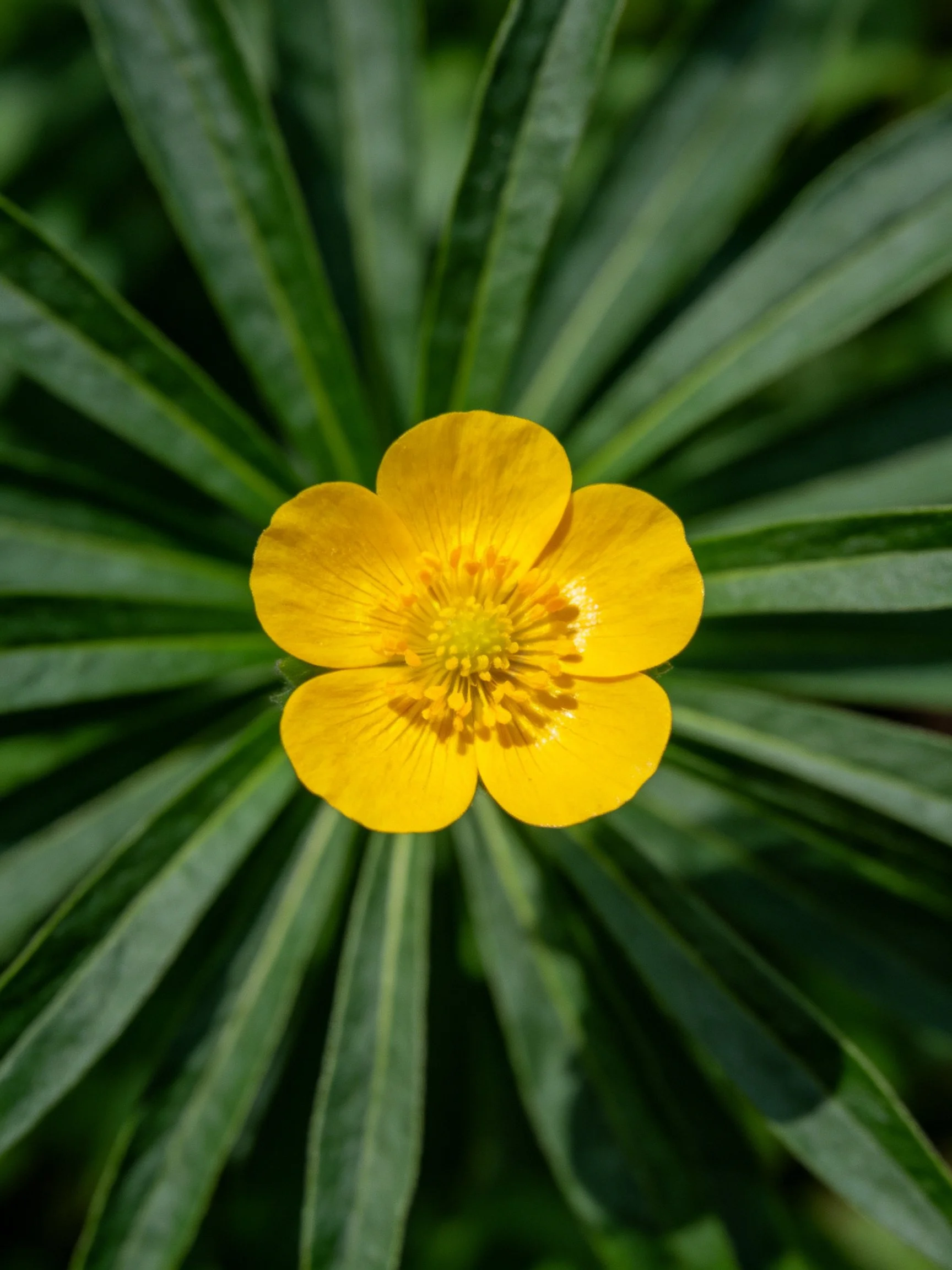 A bright yellow five-petaled flower centered among long green leaves