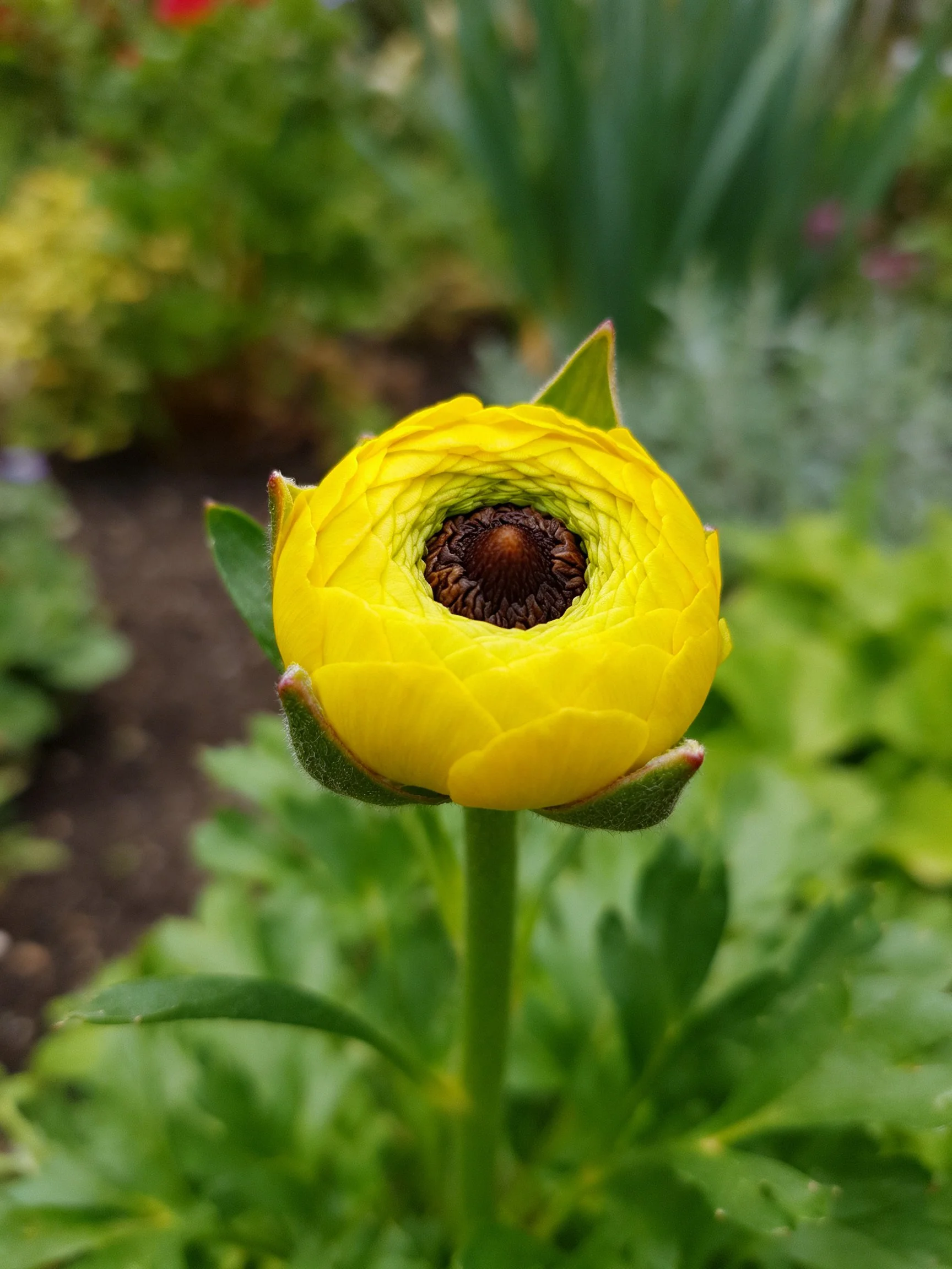 A bright yellow flower bud with dark center amid lush green foliage