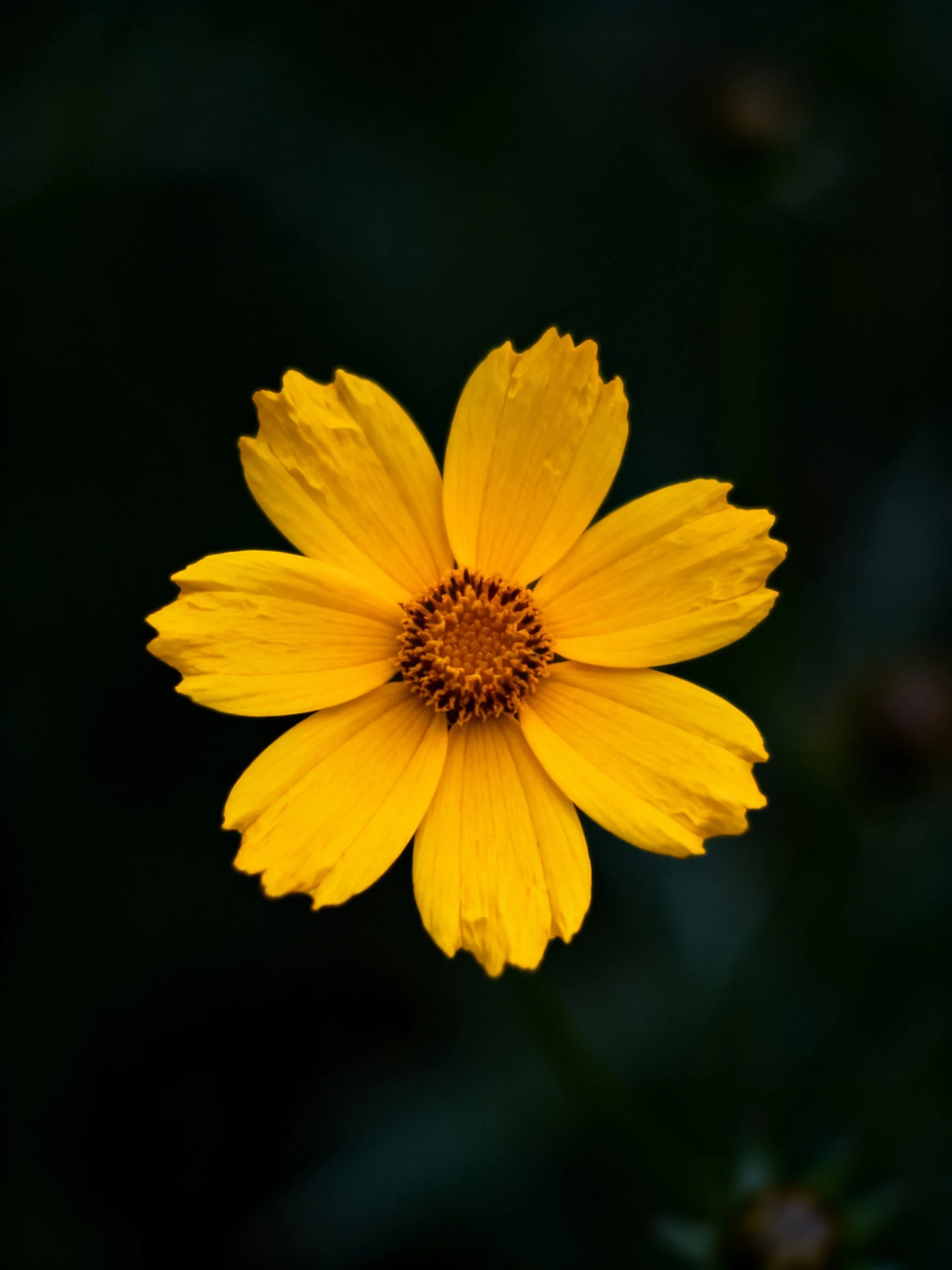 A bright yellow flower centered against a dark backdrop