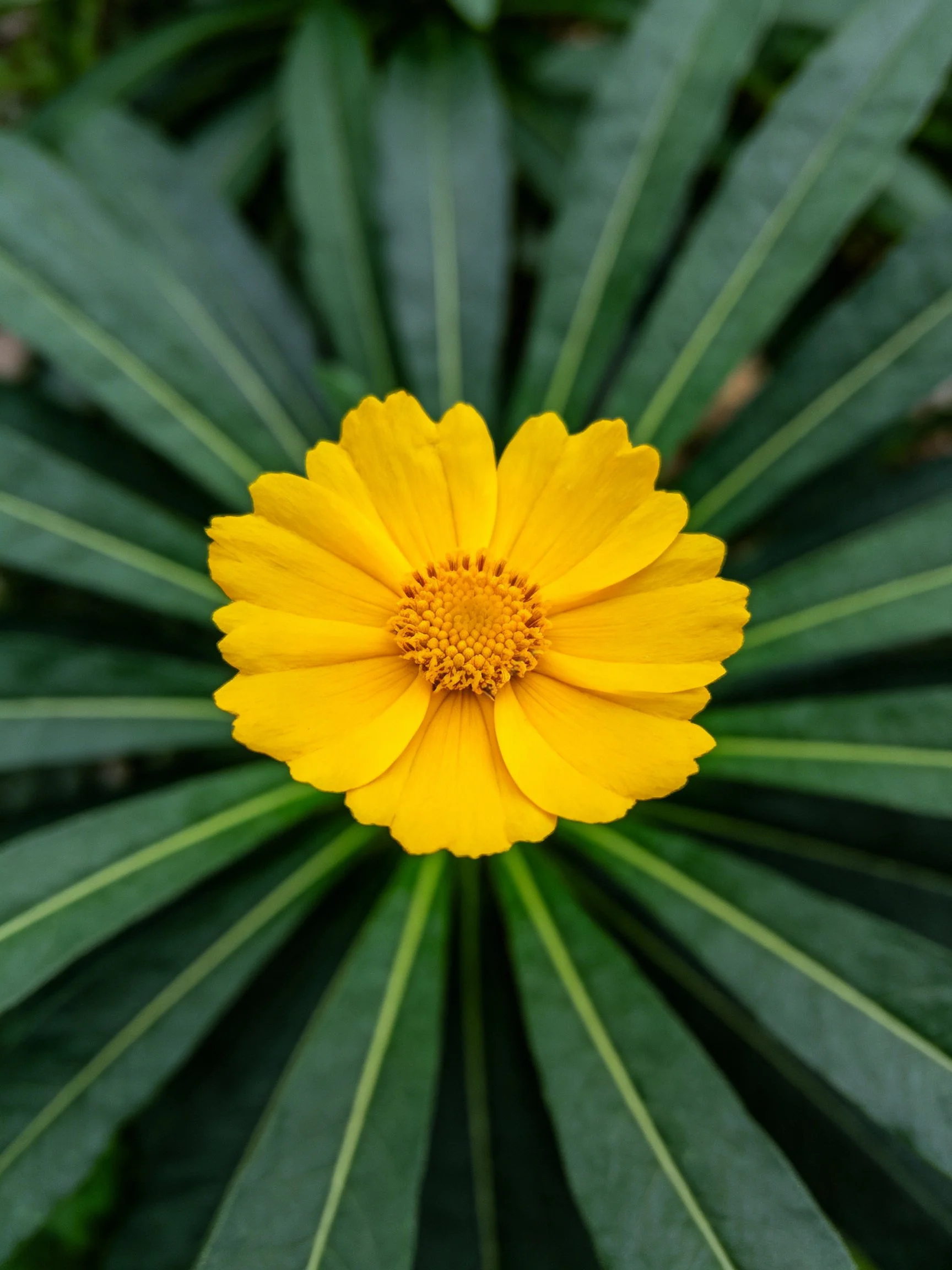 A bright yellow flower centered amid radial green leaves