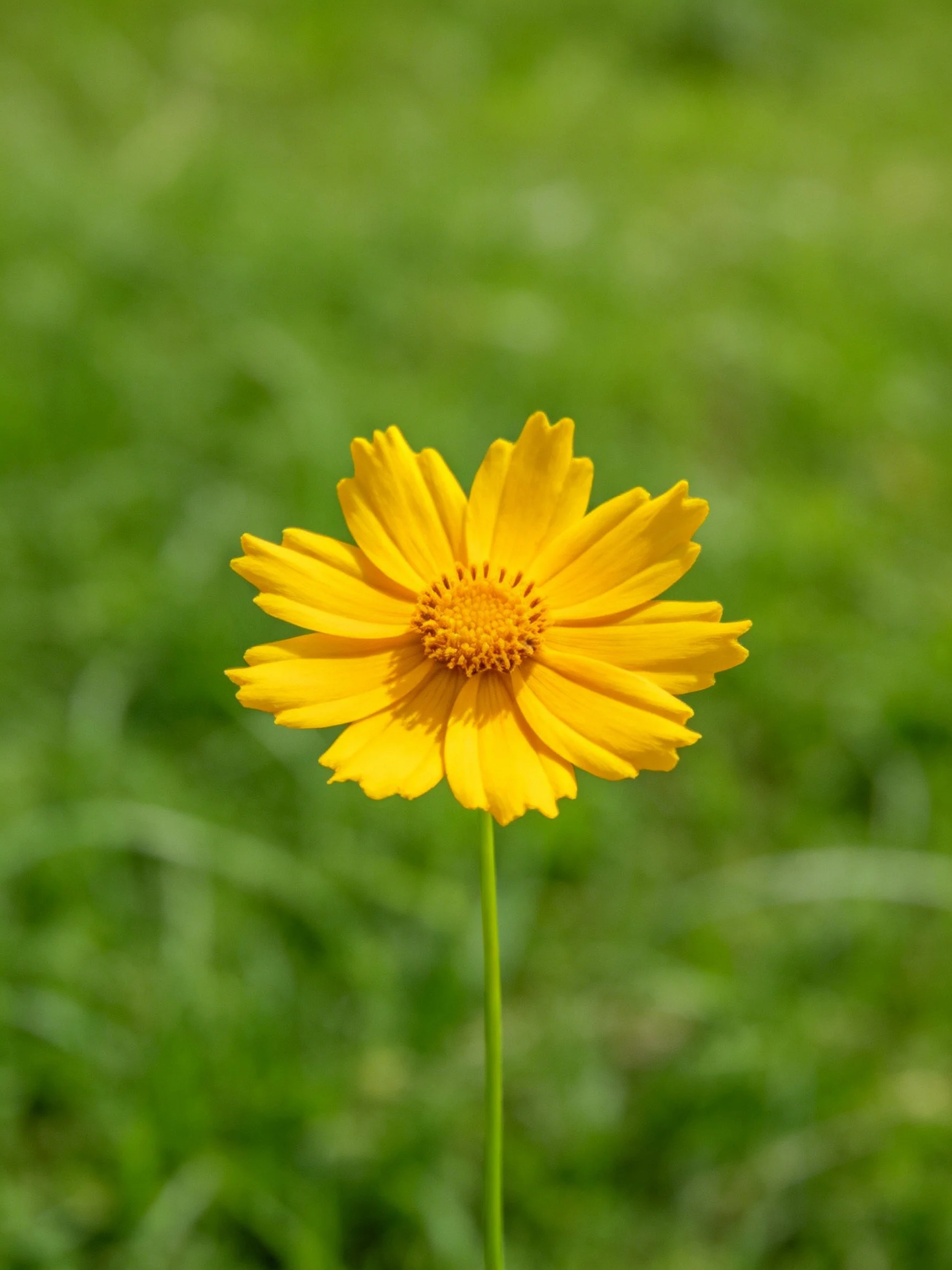 A bright yellow flower centered among a blurred green landscape