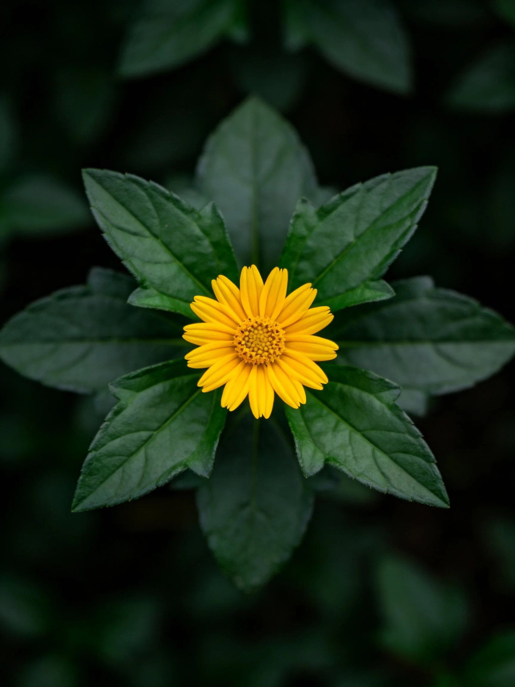 A bright yellow flower centered among dark green leaves