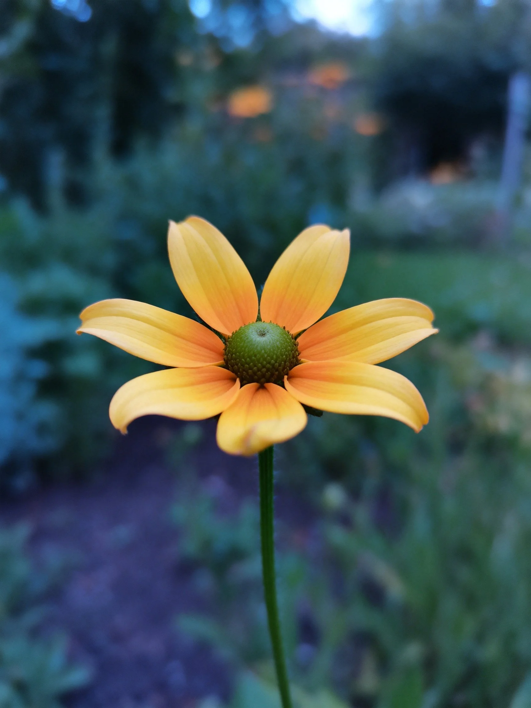 A bright yellow flower centered in a softly blurred garden backdrop