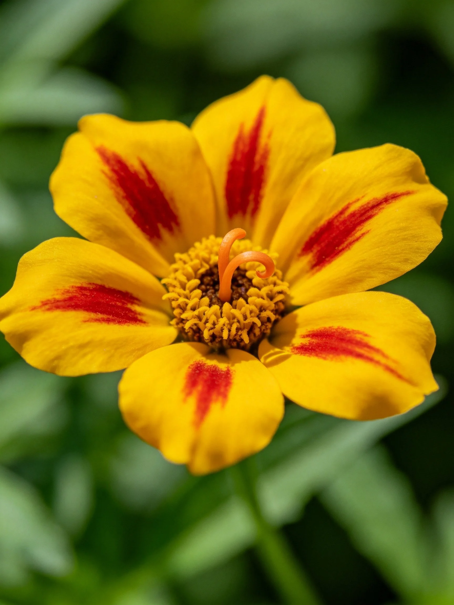 A bright yellow flower with bold red petal streaks
