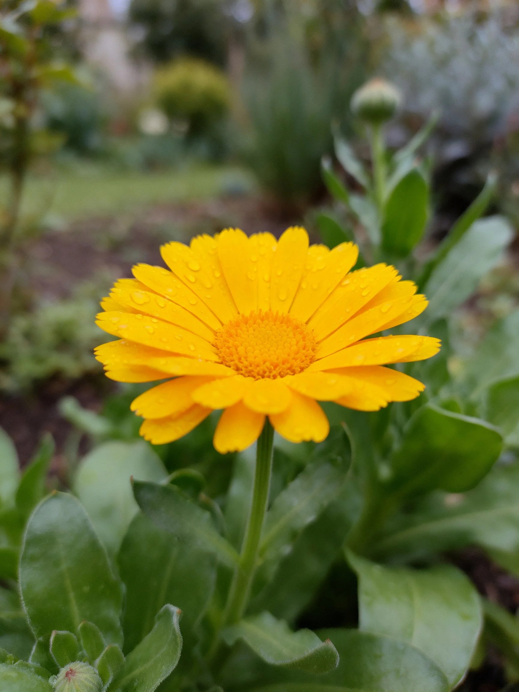 A bright yellow flower with dewdrops among green foliage
