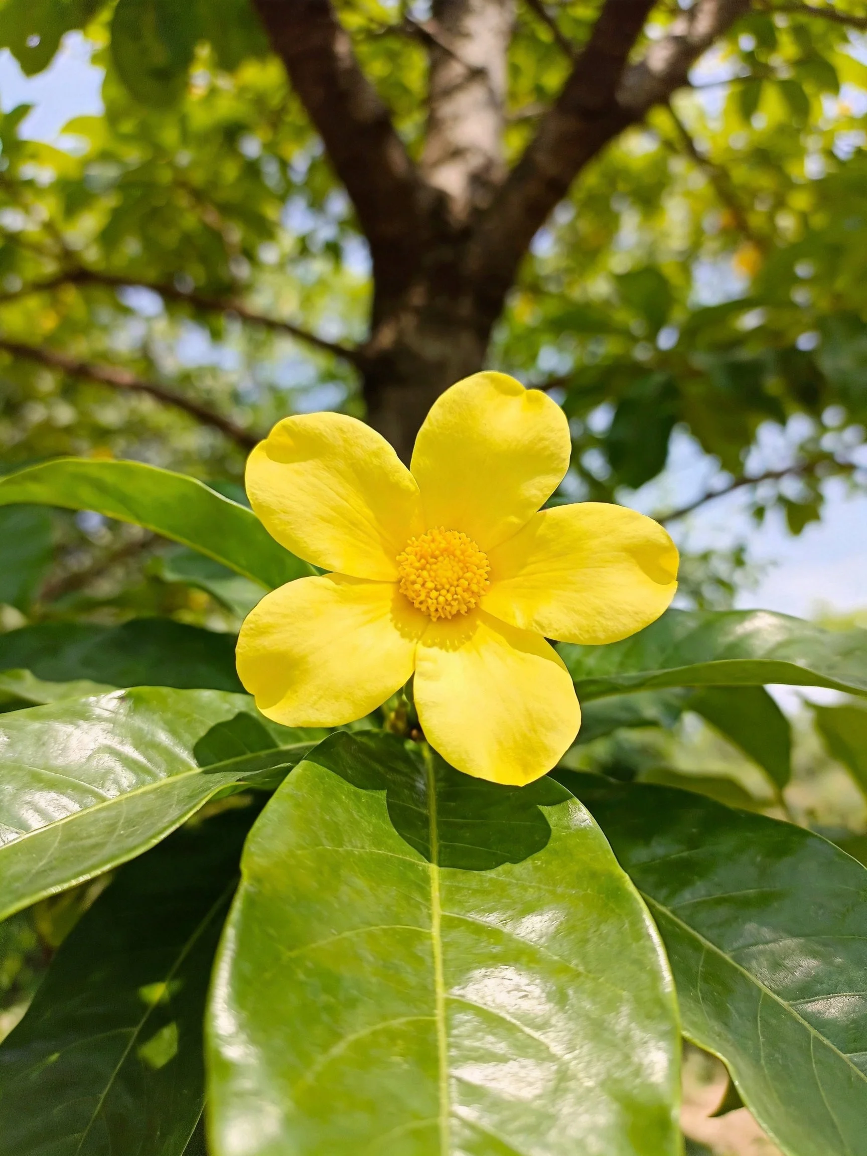 A bright yellow flower with glossy green leaves and tree trunk