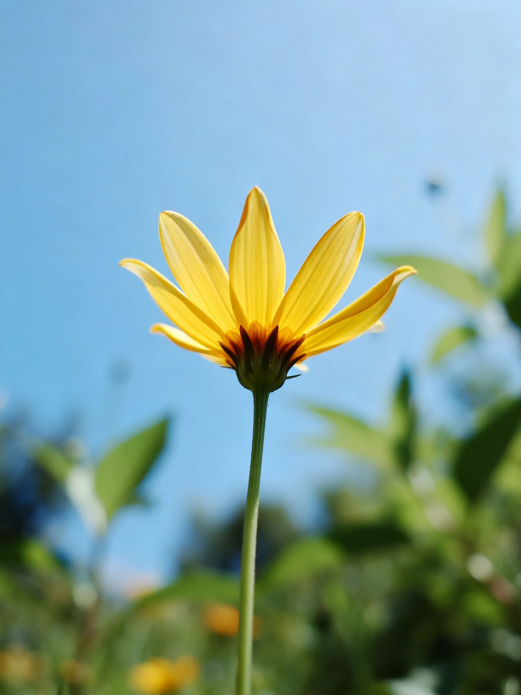 A bright yellow flower with long petals against a clear blue sky