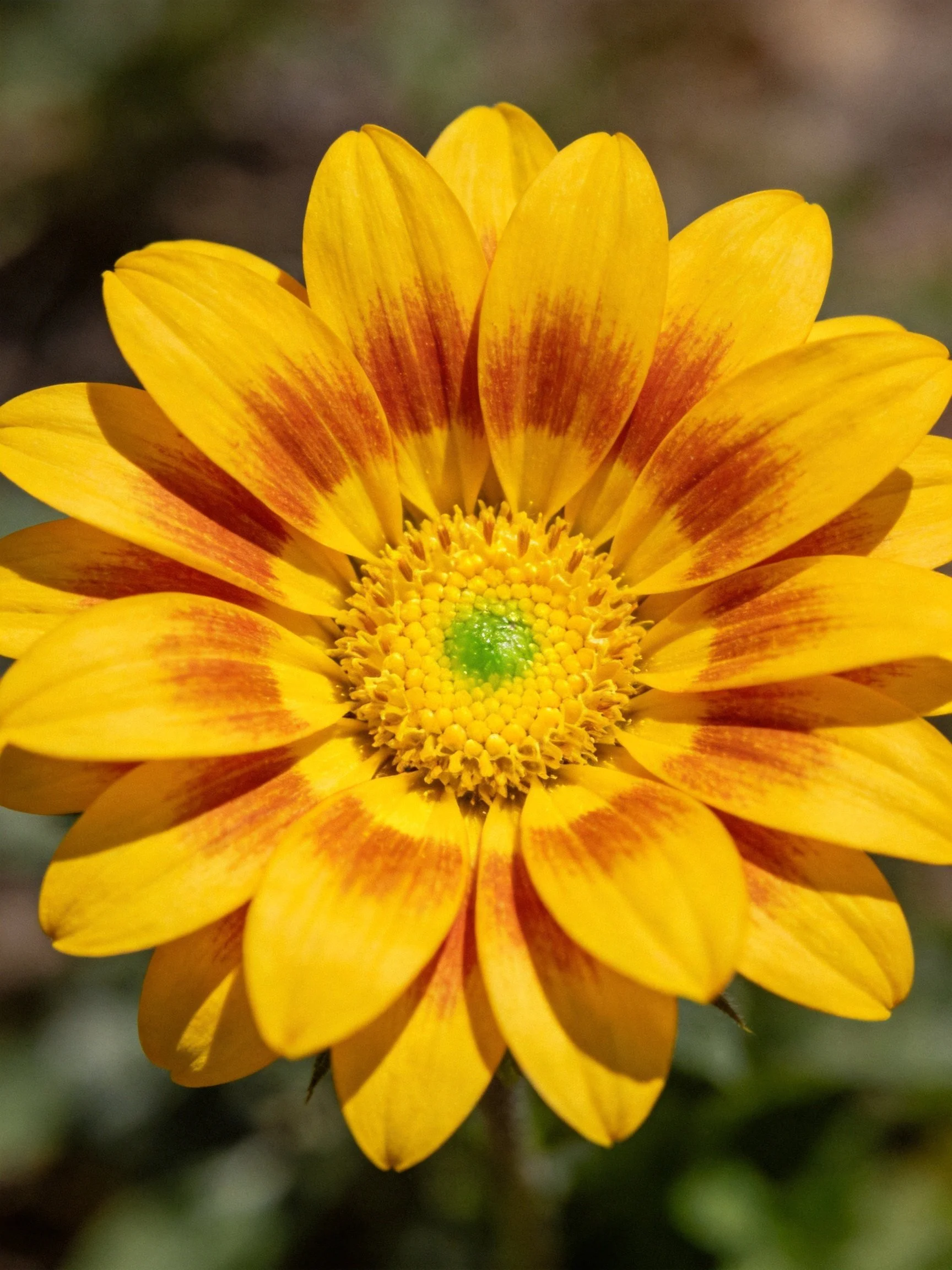 A bright yellow flower with reddish-brown petal stripes