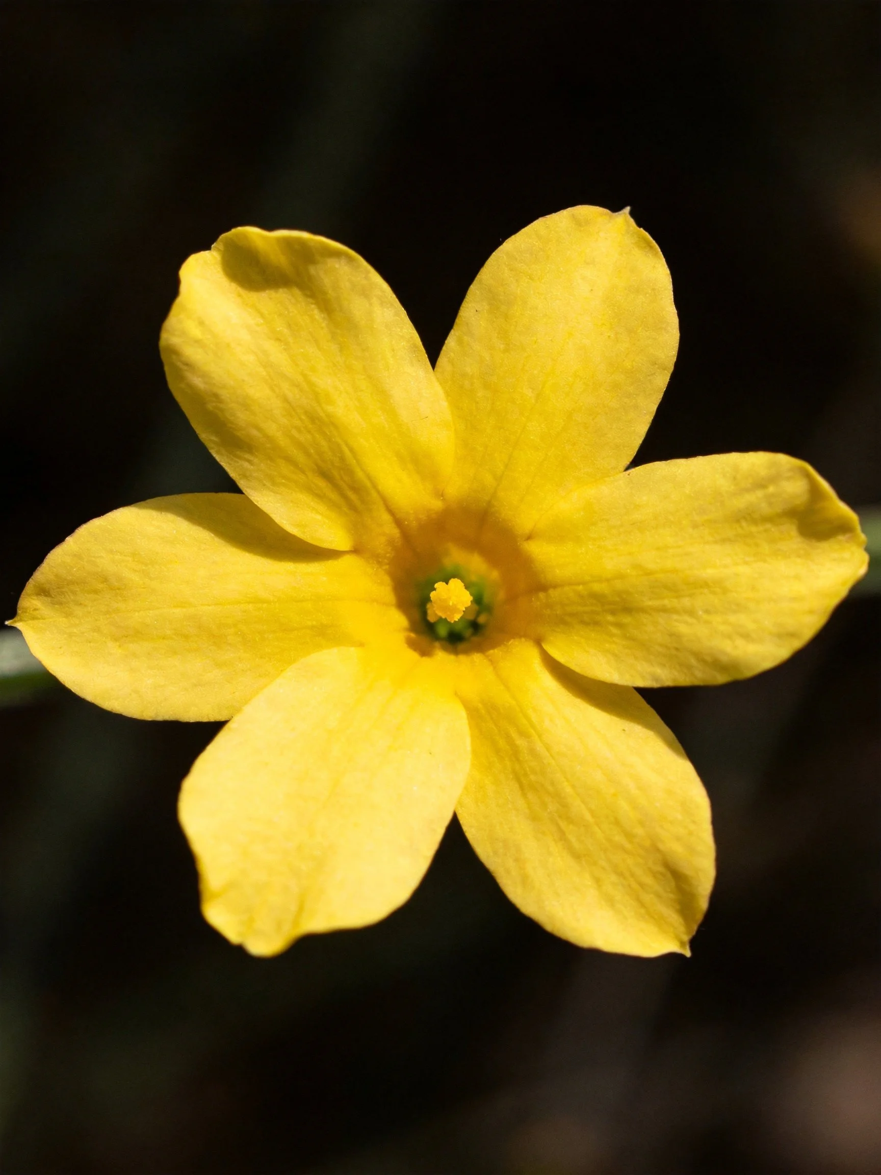 A bright yellow flower with six petals against a dark background