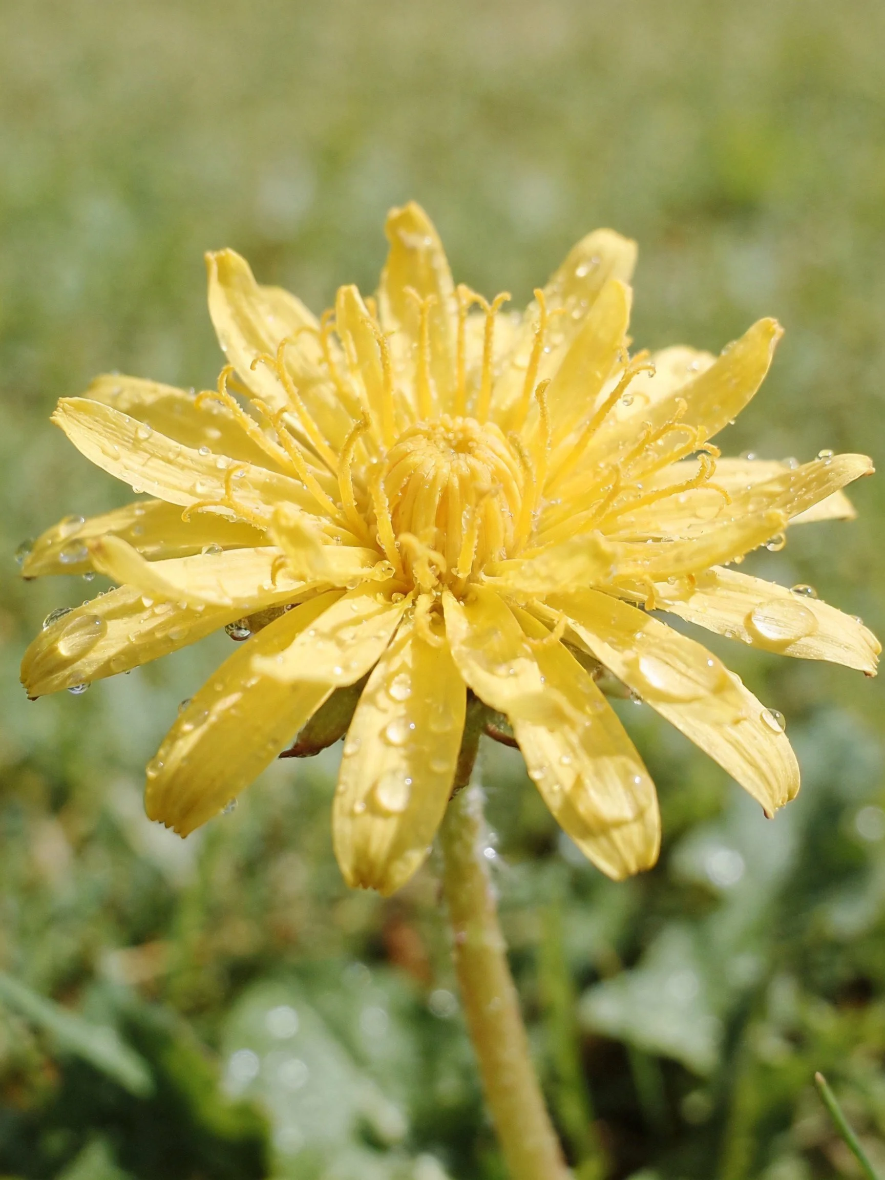 A bright yellow flower with water droplets on petals