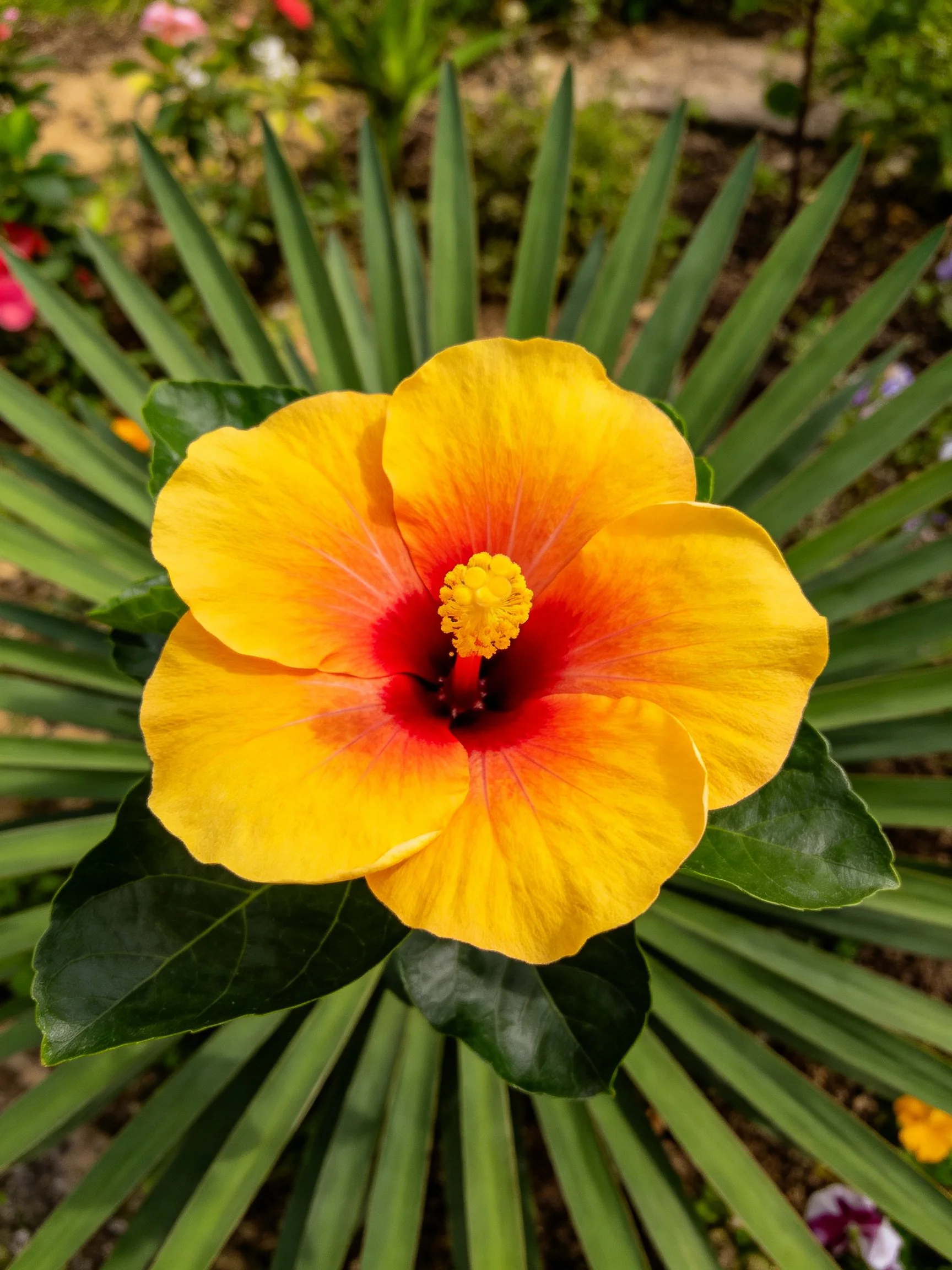 A bright yellow hibiscus with red center amidst fan-shaped green leaves
