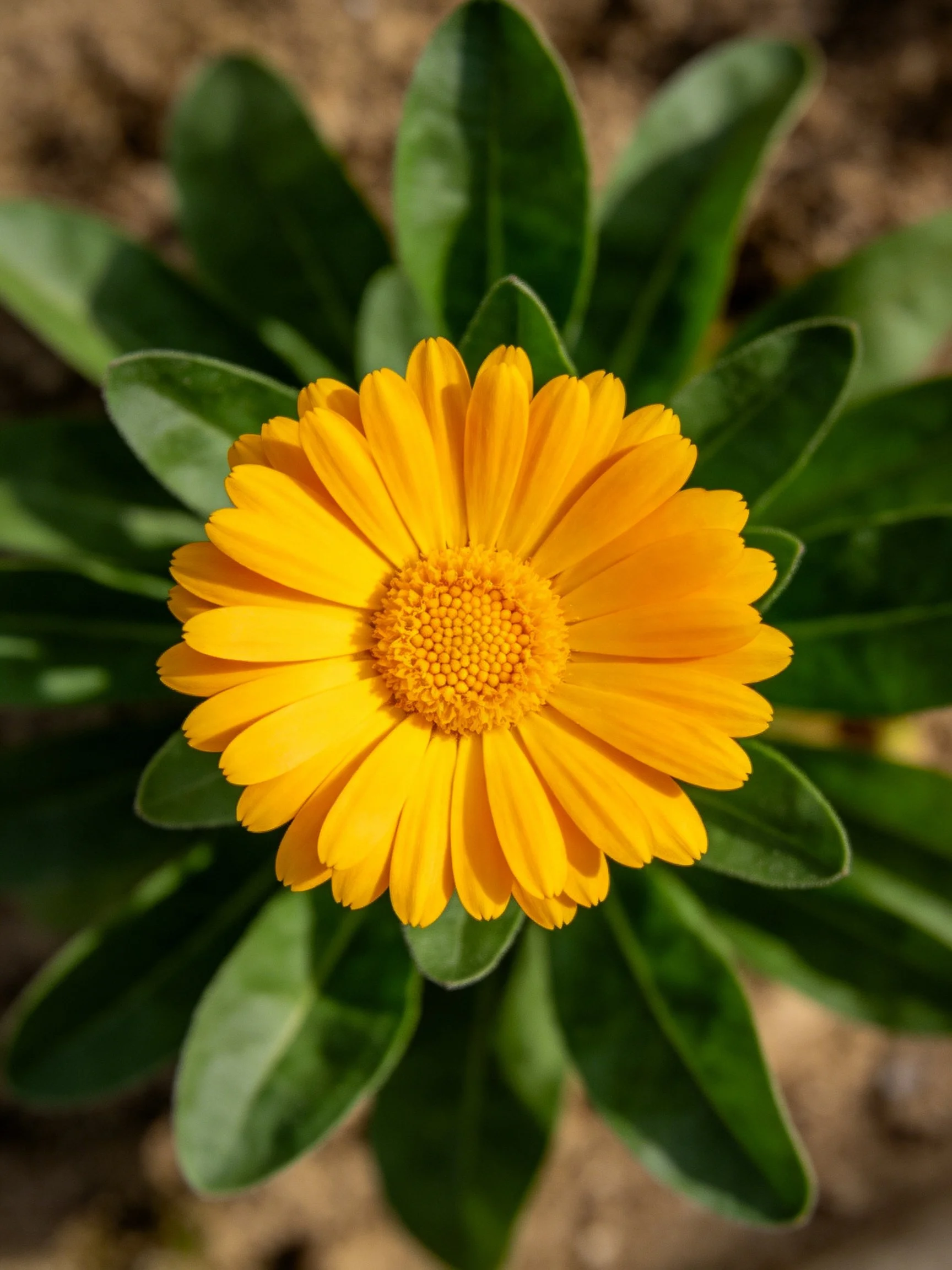 A bright yellow marigold flower with glossy green leaves